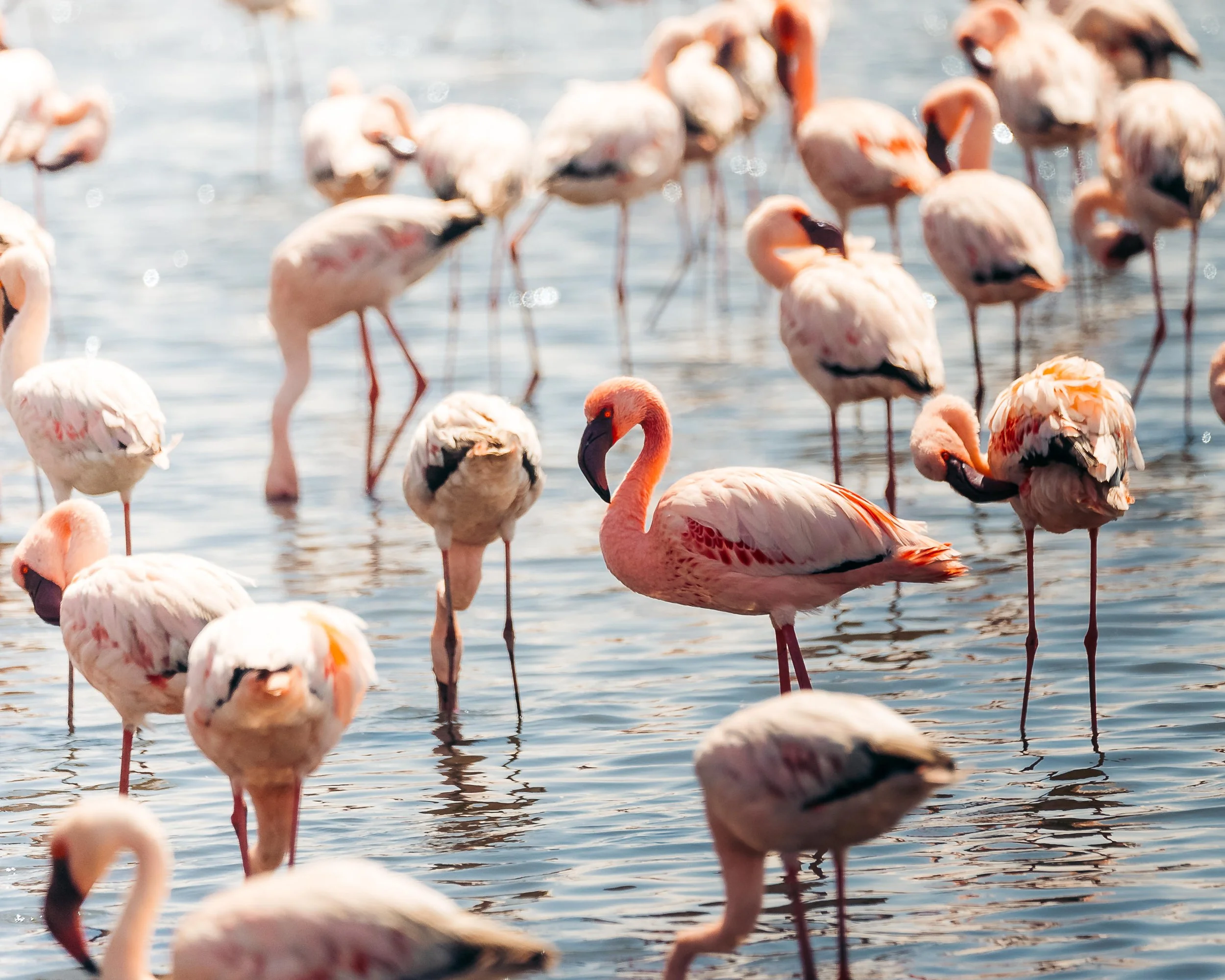 A group of flamingos standing in shallow water, with one prominently in the center and the rest scattered around.