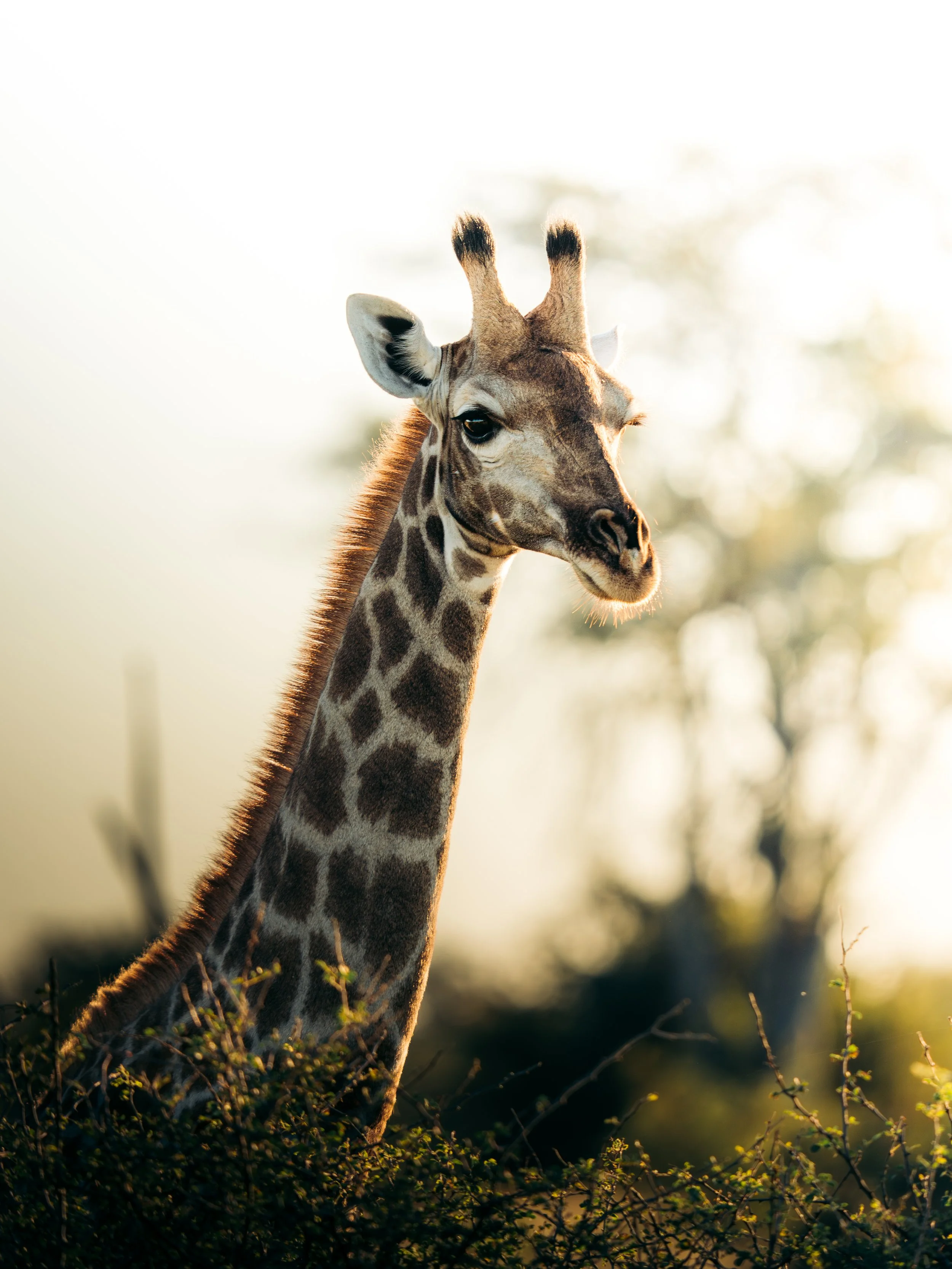 A close-up image of a giraffe's head and neck with a blurred background of trees and sunlight.