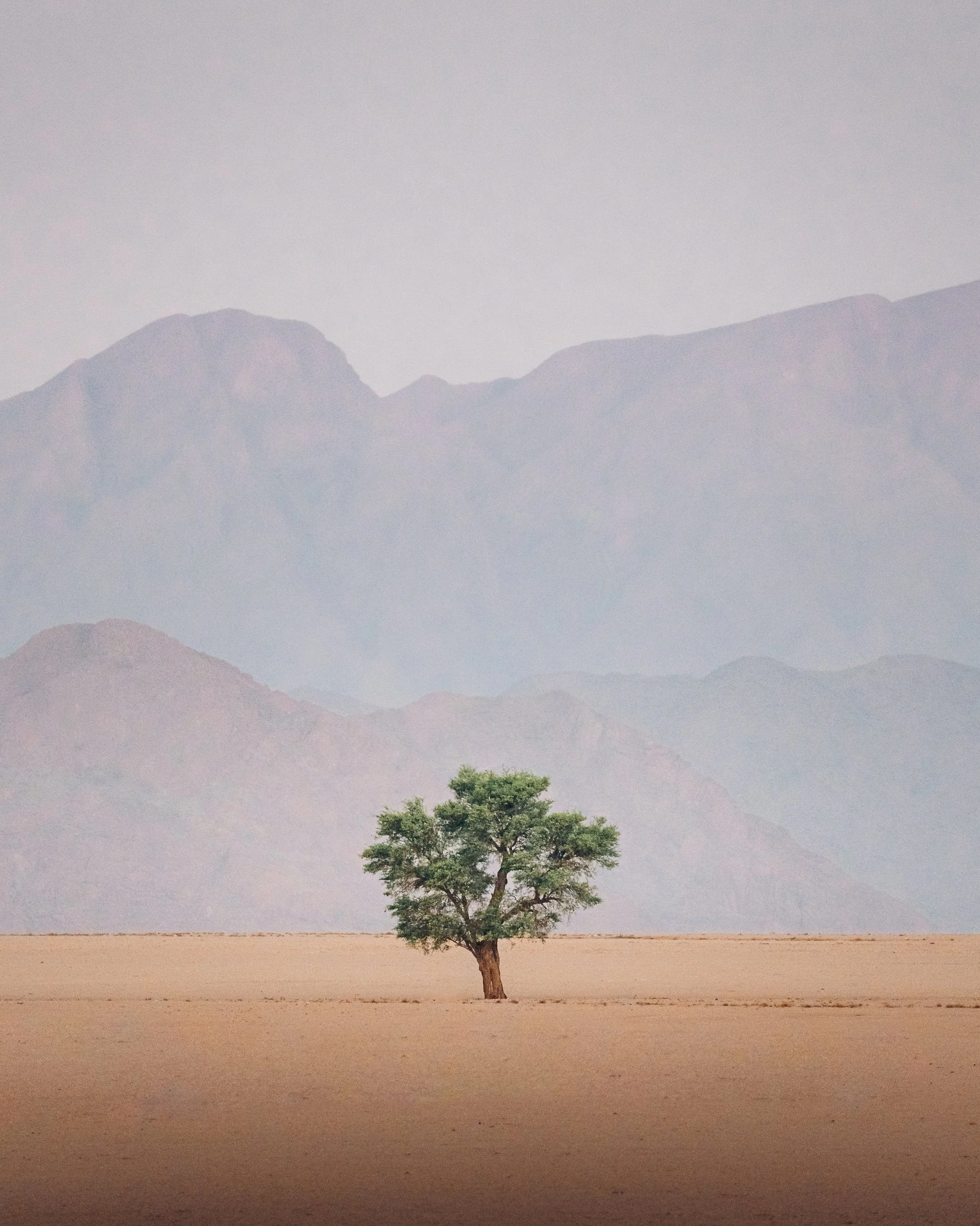 A solitary tree in a desert with mountains in the background.