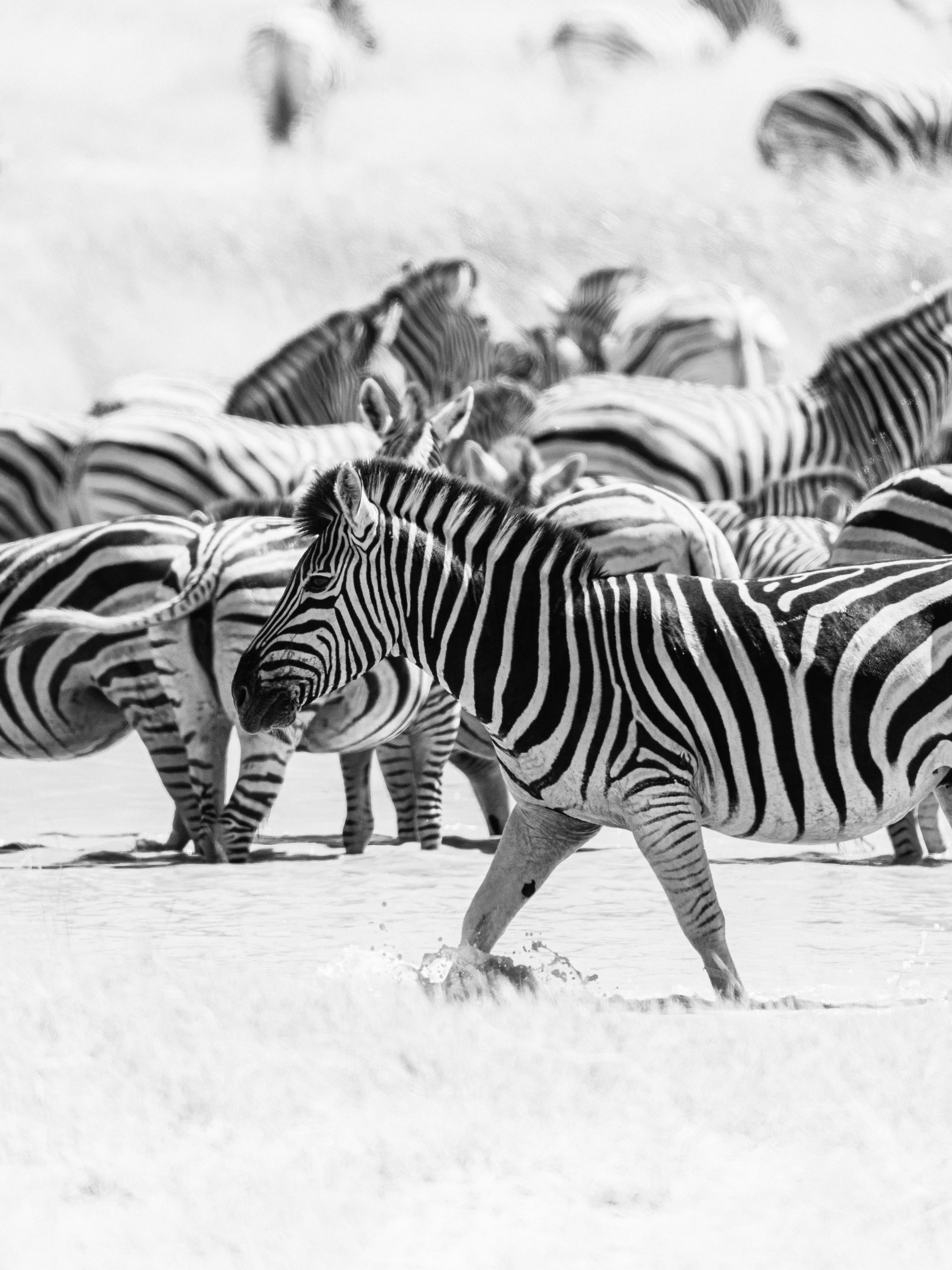 Black and white photo of multiple zebras in a snow-covered landscape, some running and some standing.
