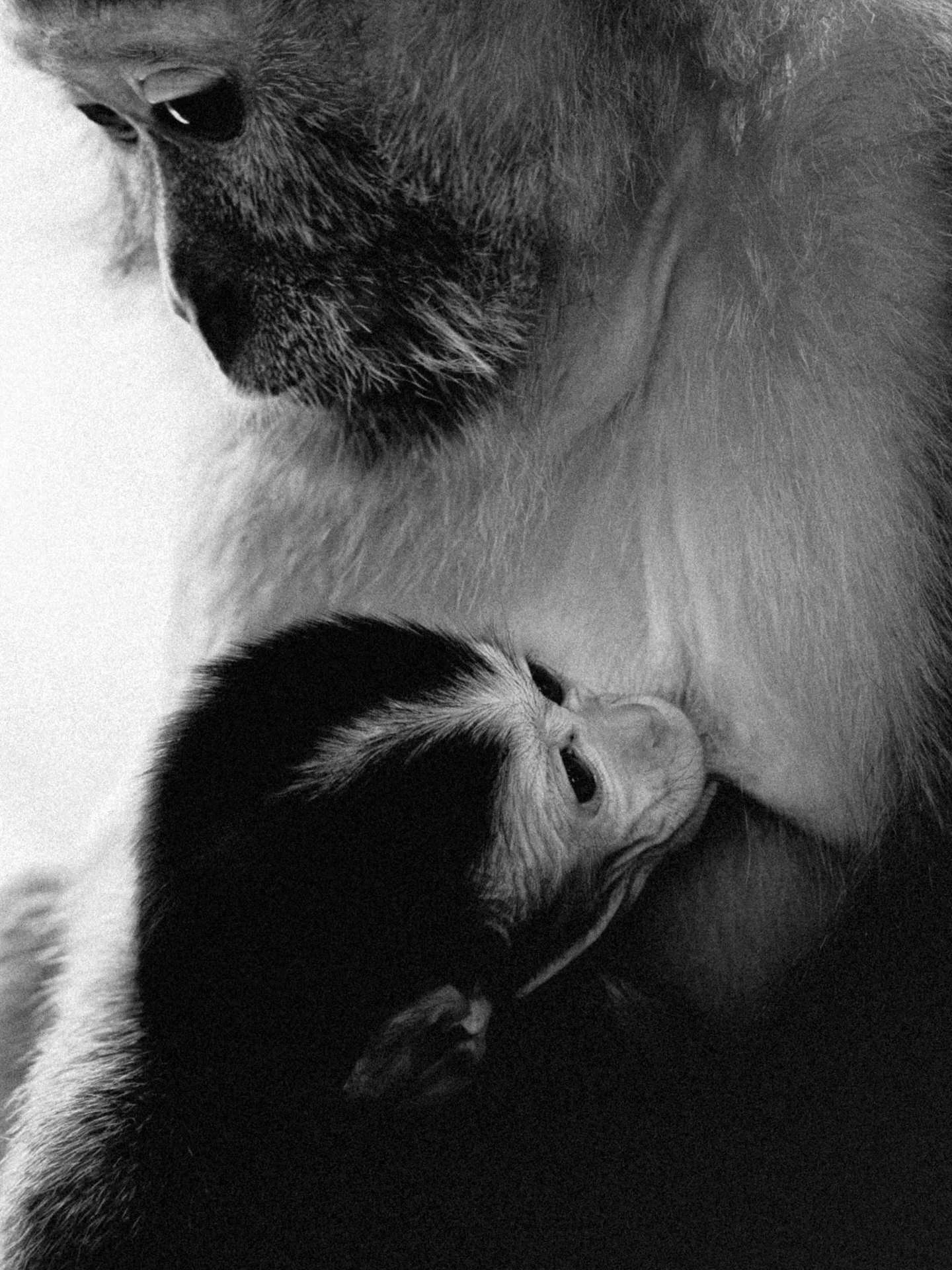 A close-up black-and-white photo of a mother monkey nursing her baby monkey.