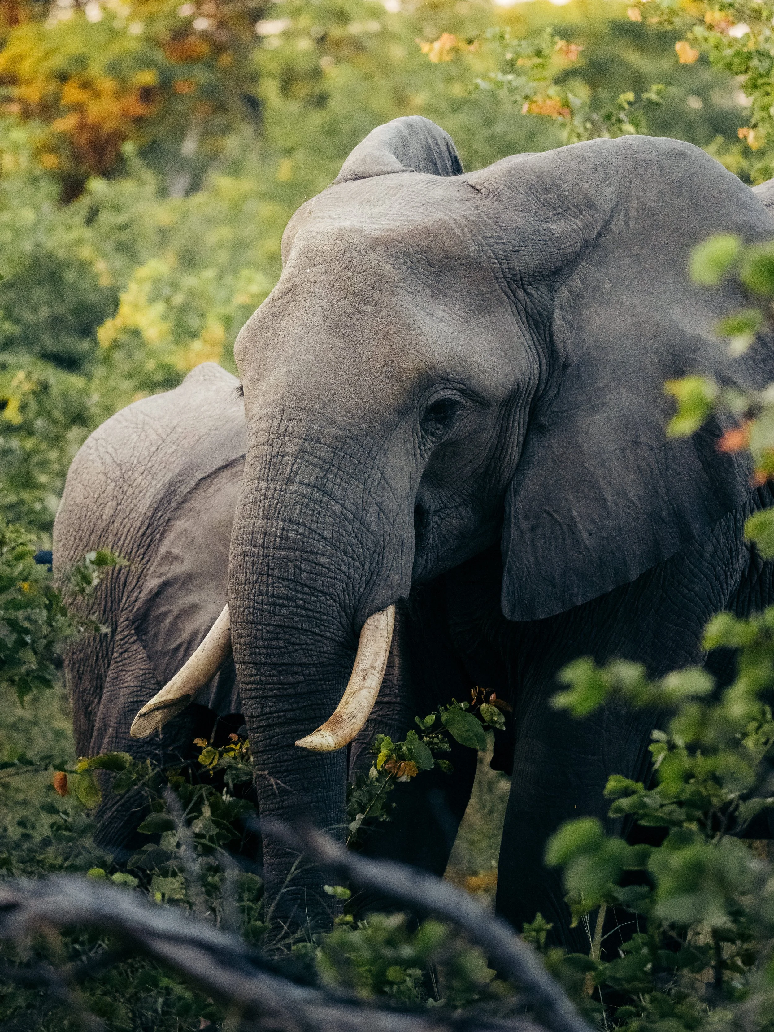 A person riding an elephant through a green, leafy environment.