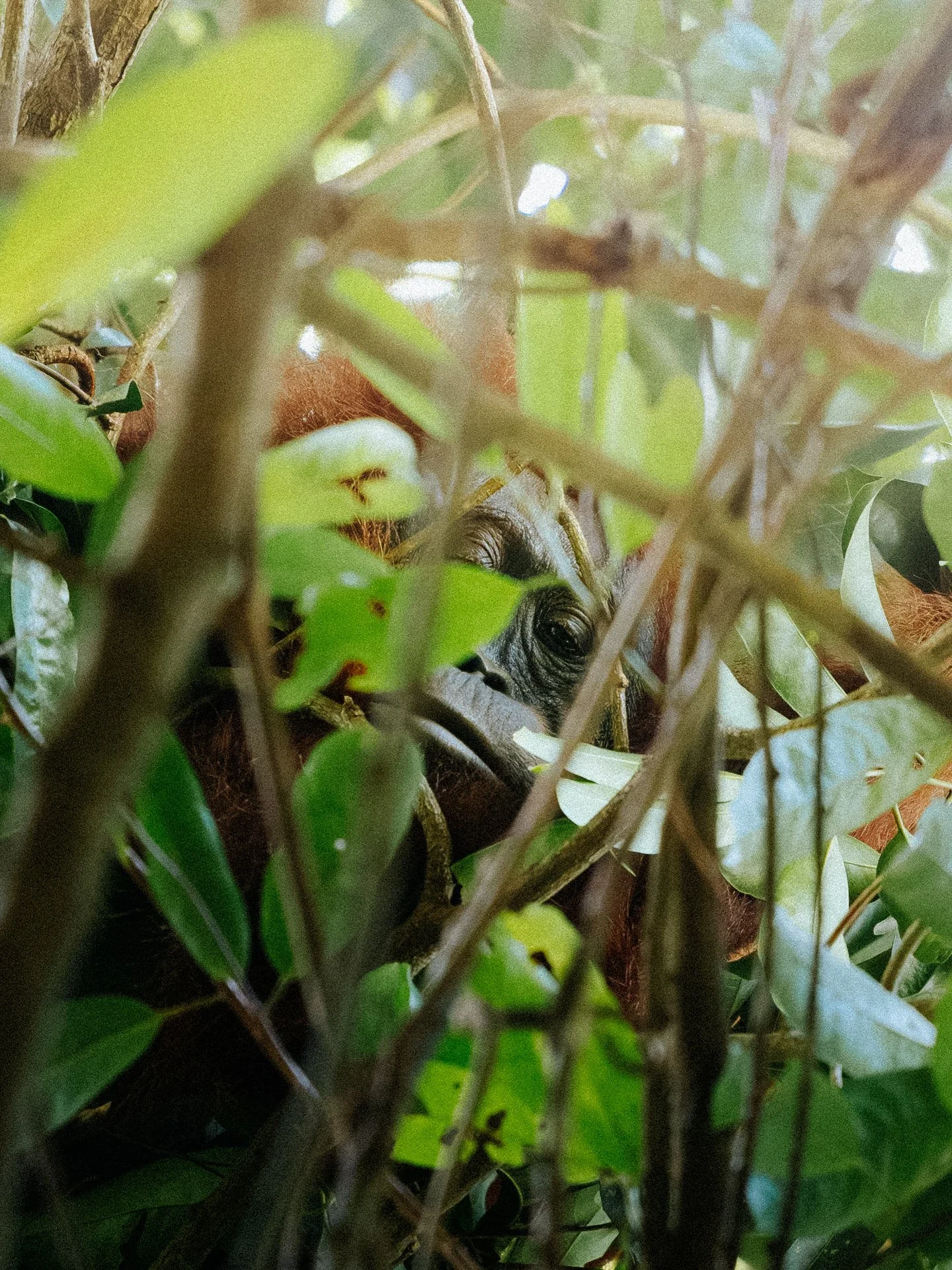 A baby orangutan hiding amidst green leaves and branches, partially visible through the foliage.