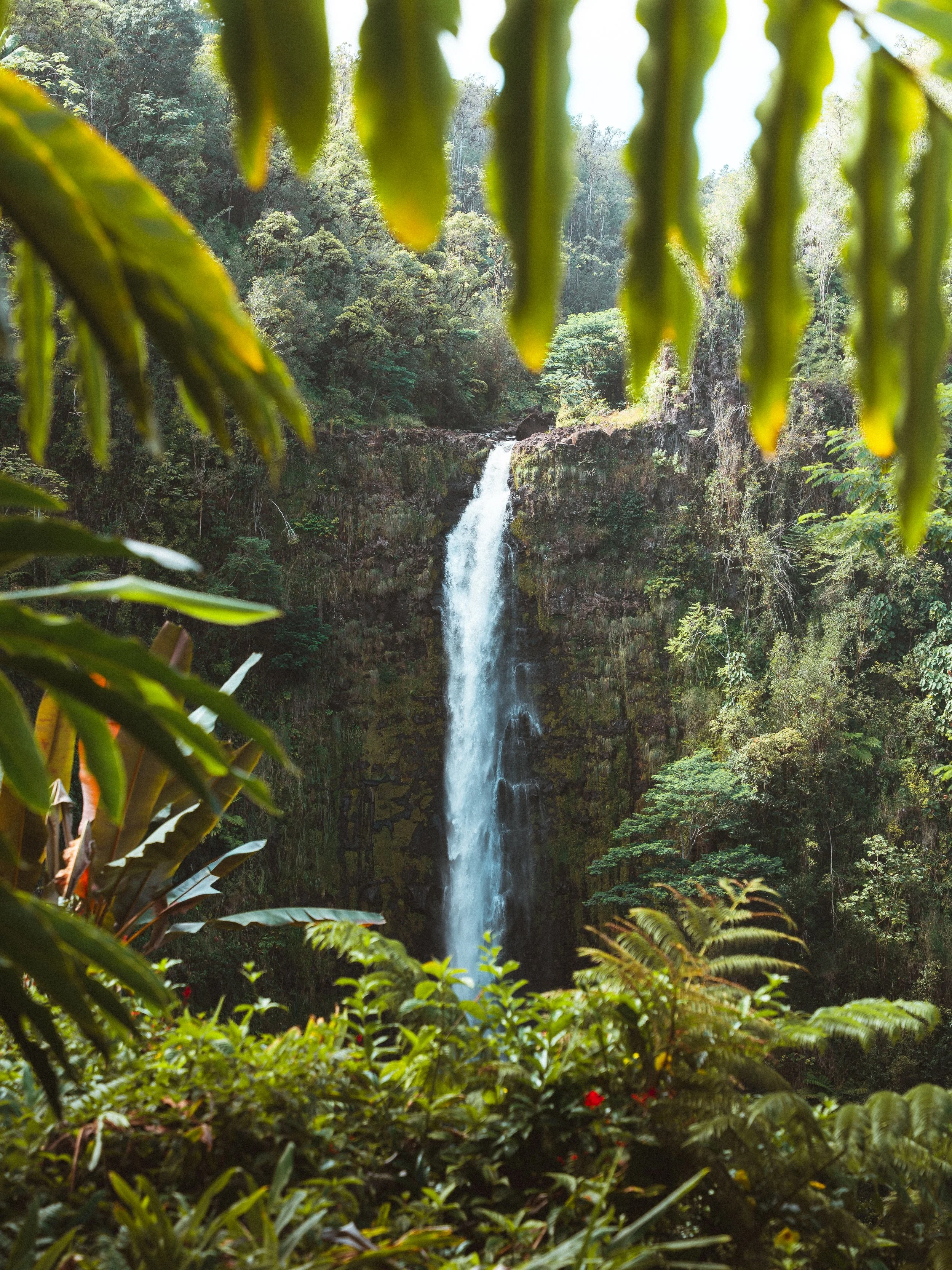 A tall waterfall flowing down a rocky cliff surrounded by dense green jungle foliage.