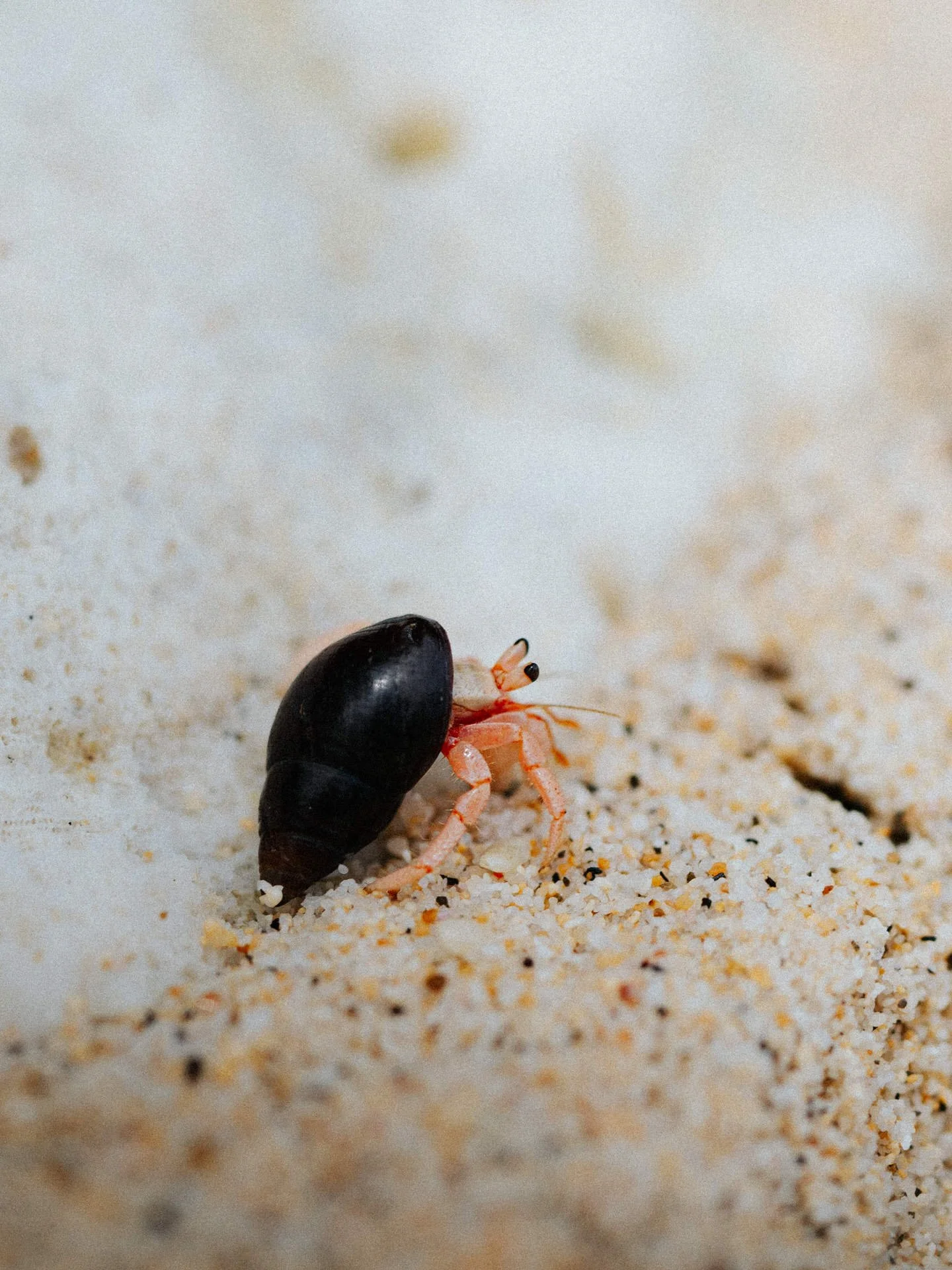 A tiny pink crab with black eyes and claws walking on sand, carrying a small black shell on its back.