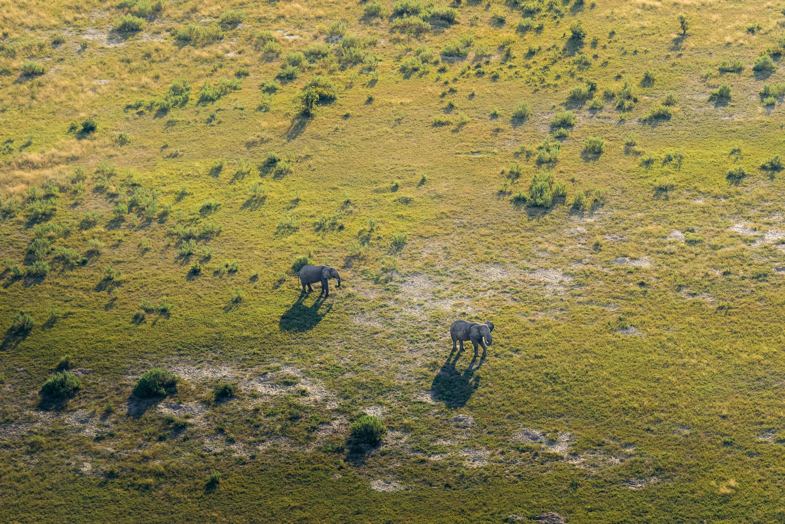 Aerial view of two elephants walking through a grassy savannah with scattered bushes and small trees.
