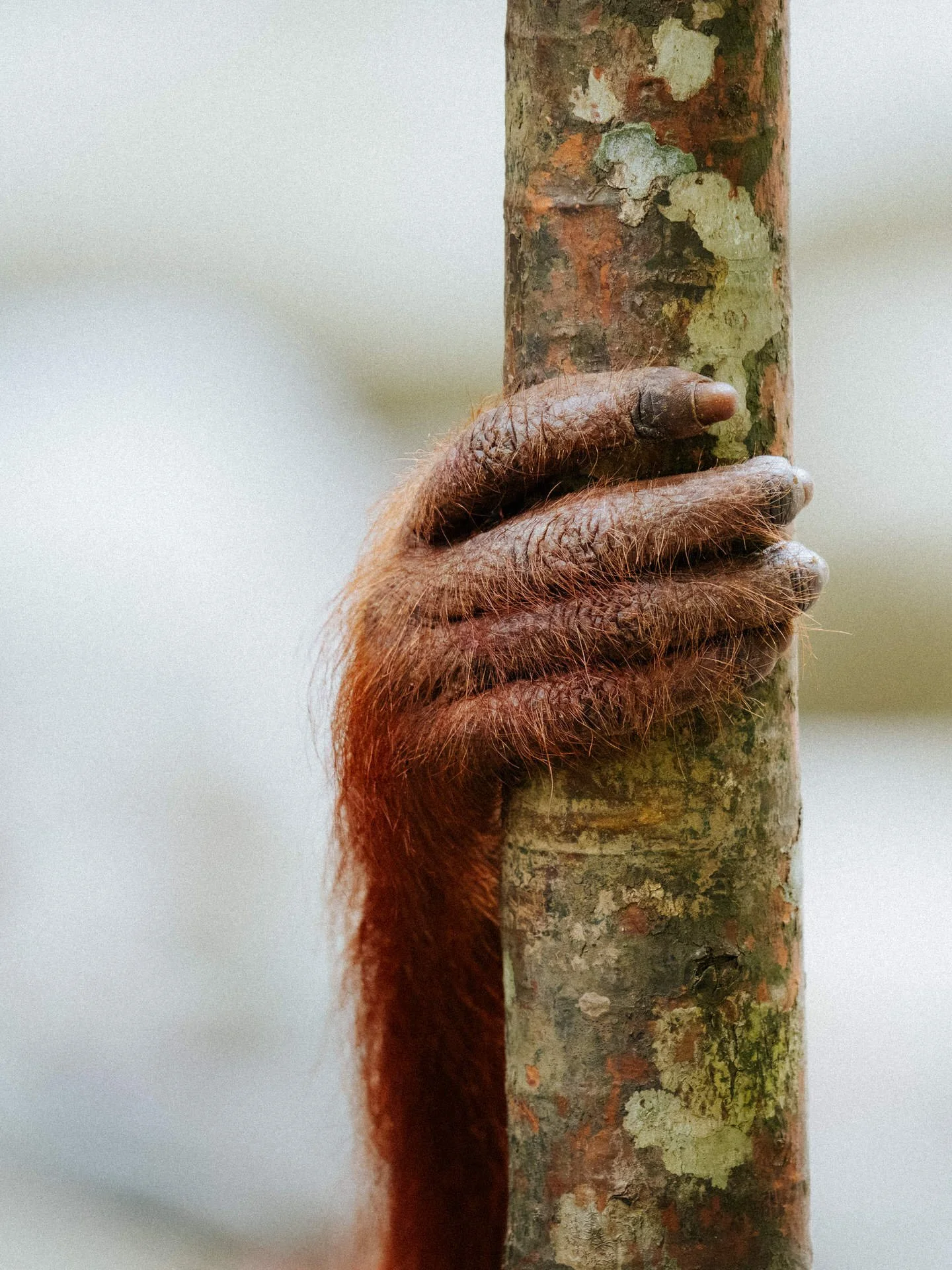 A close-up of a hand with reddish-brown hair, gripping a tree trunk with textured bark.
