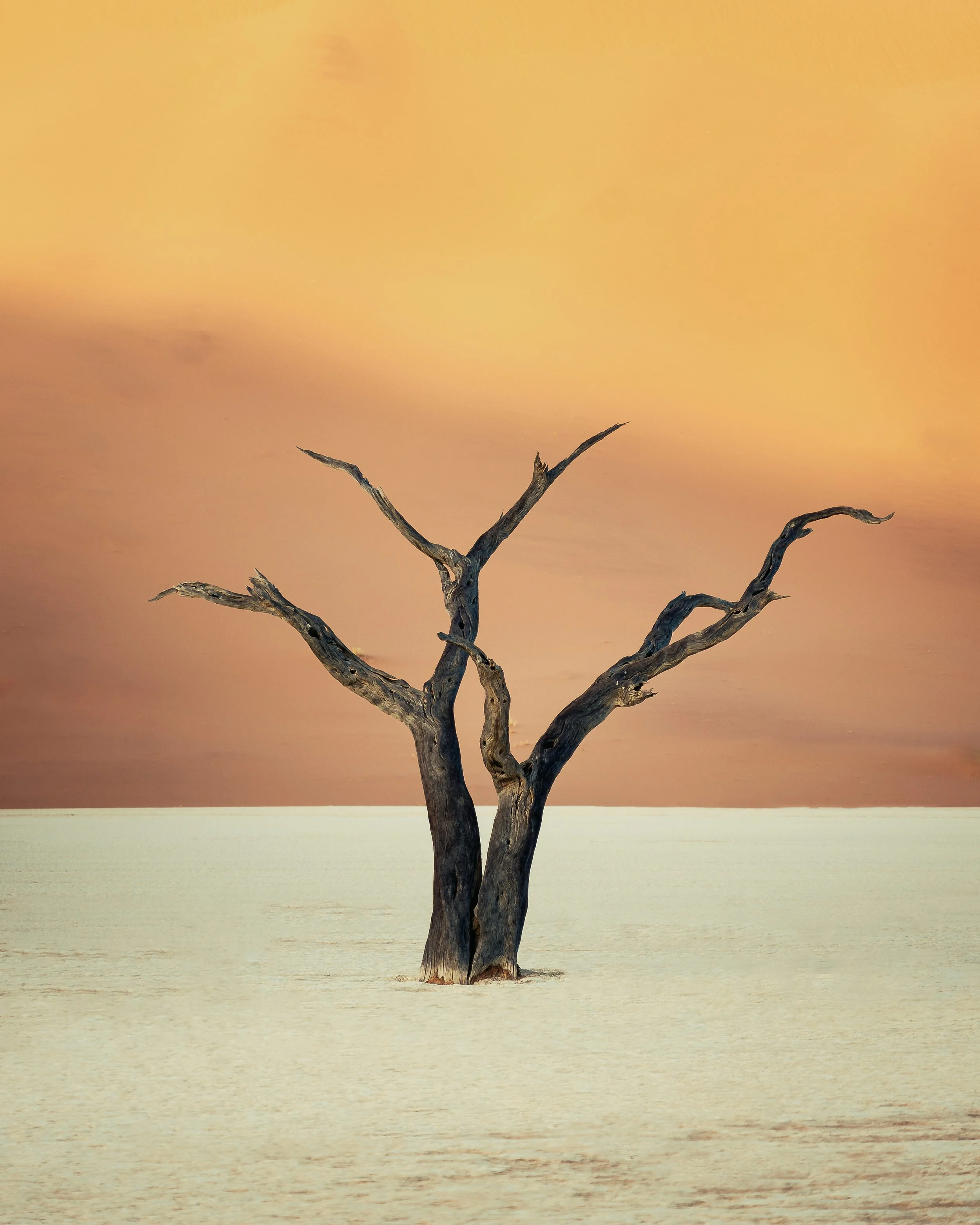 A leafless, gnarled tree standing alone in a flat, white, desert-like landscape with a pastel-colored sky in the background.