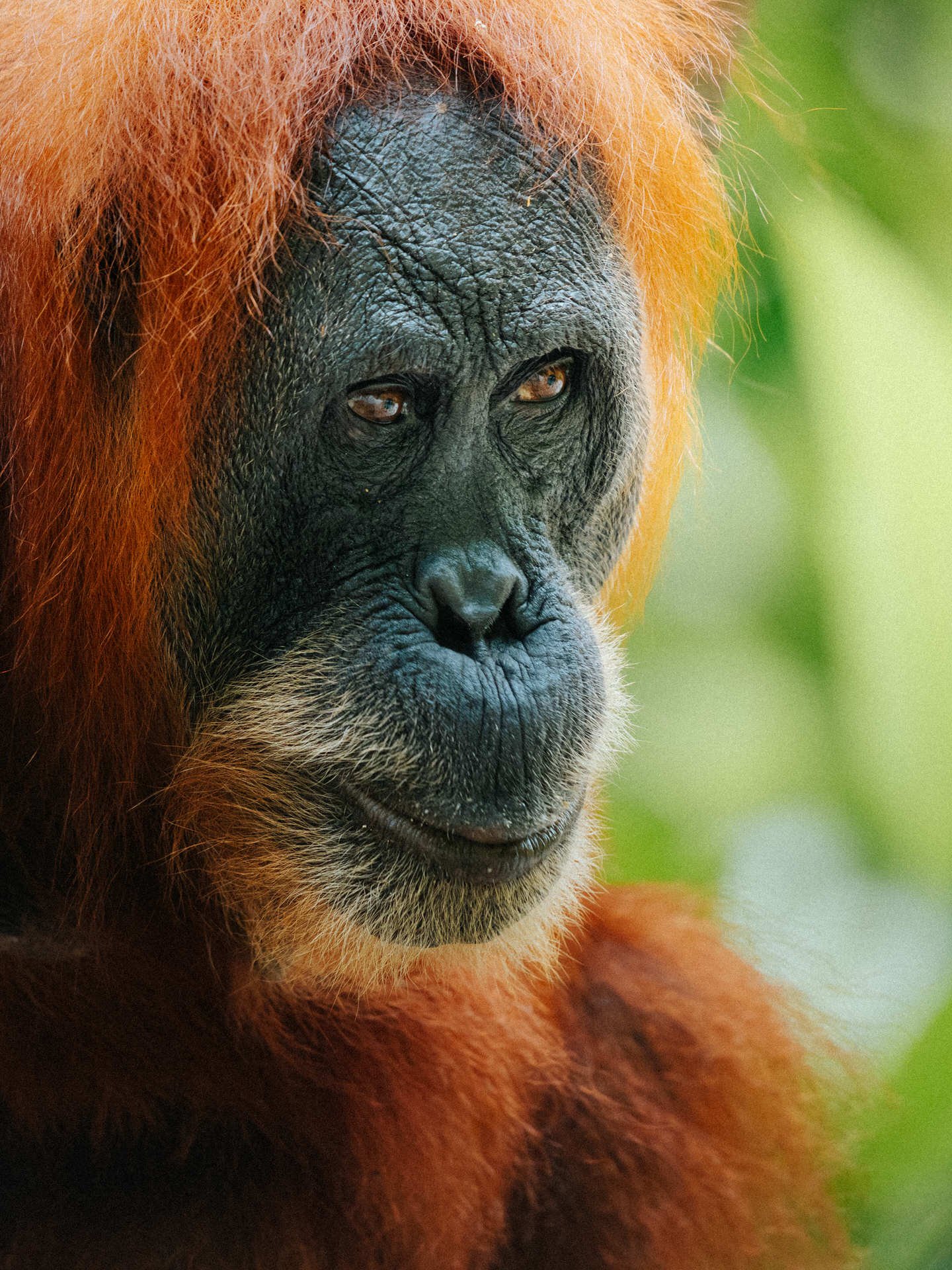 Close-up of an orangutan with reddish hair, black face, and deep brown eyes, against a green, blurred background.