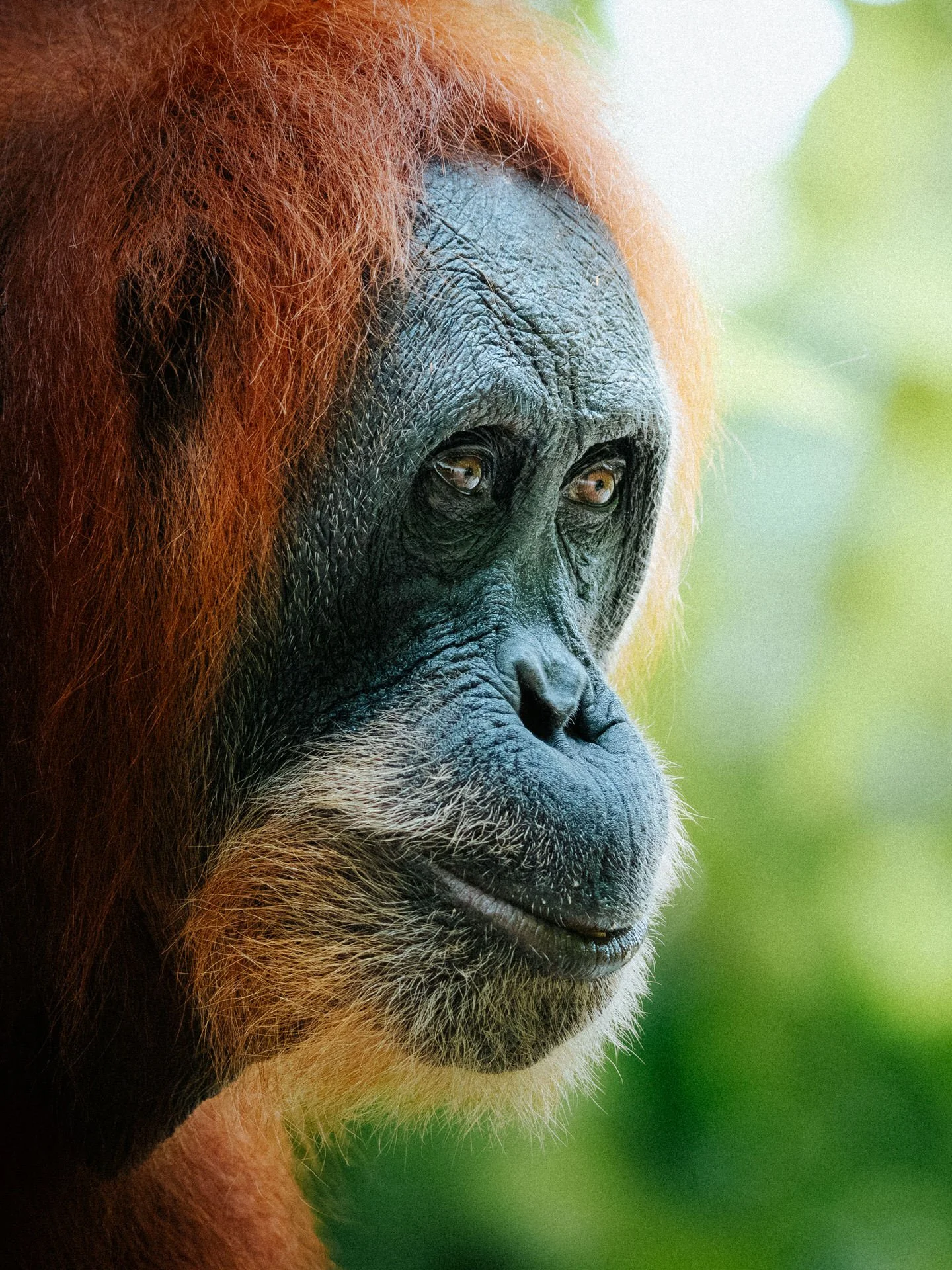 Close-up of an adult orangutan's face with orange fur and dark facial skin, set against a blurred green background.