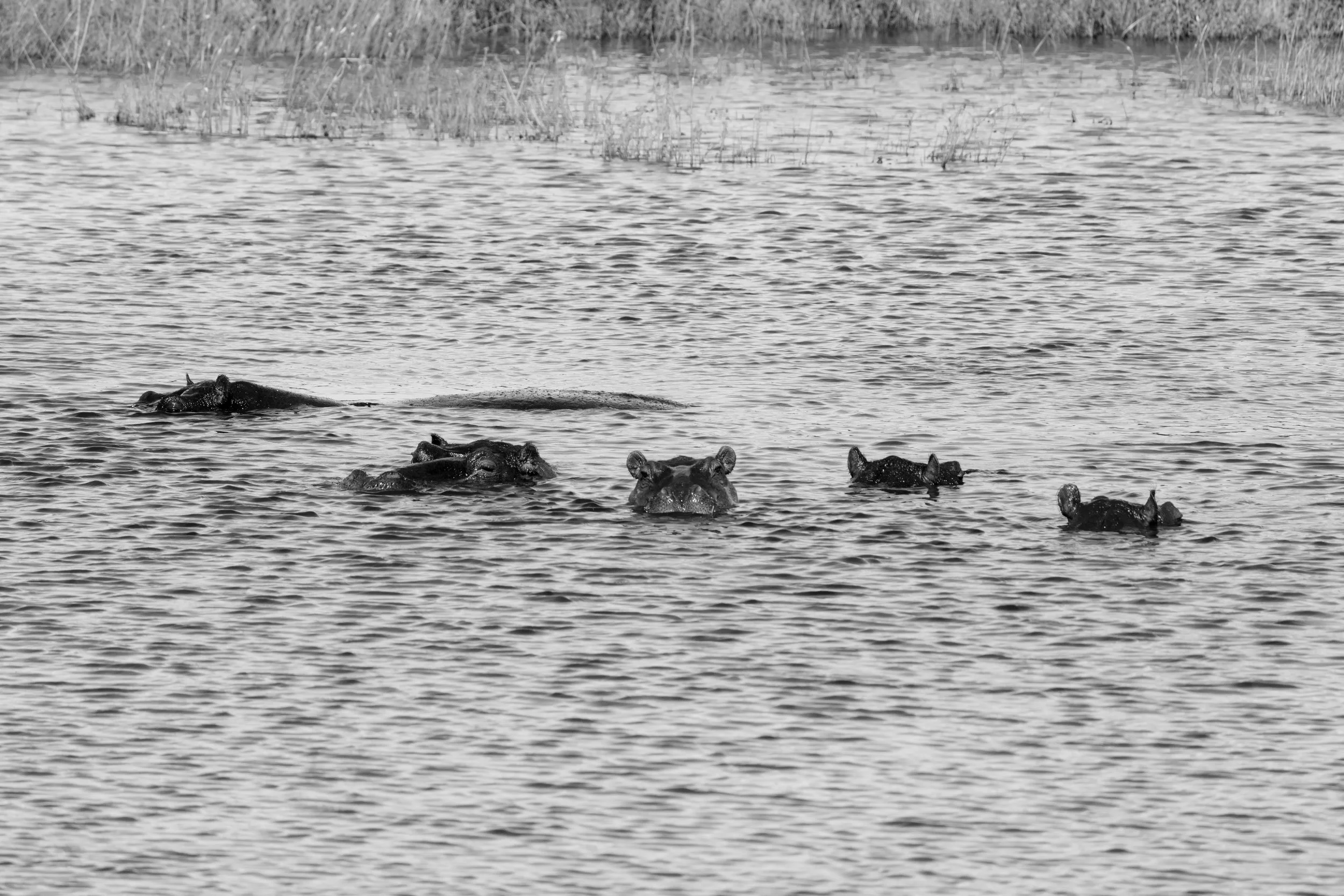 Multiple hippos partially submerged in a water body with reeds at the edge.