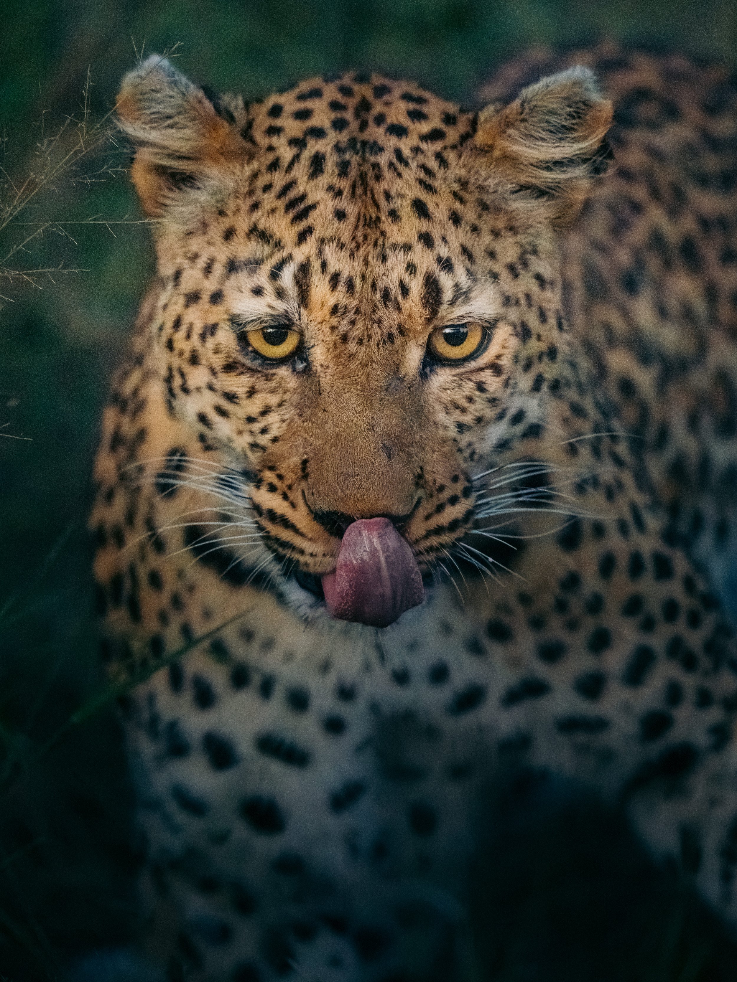 Close-up of a leopard's face with yellow eyes, pink tongue visible, surrounded by green foliage.