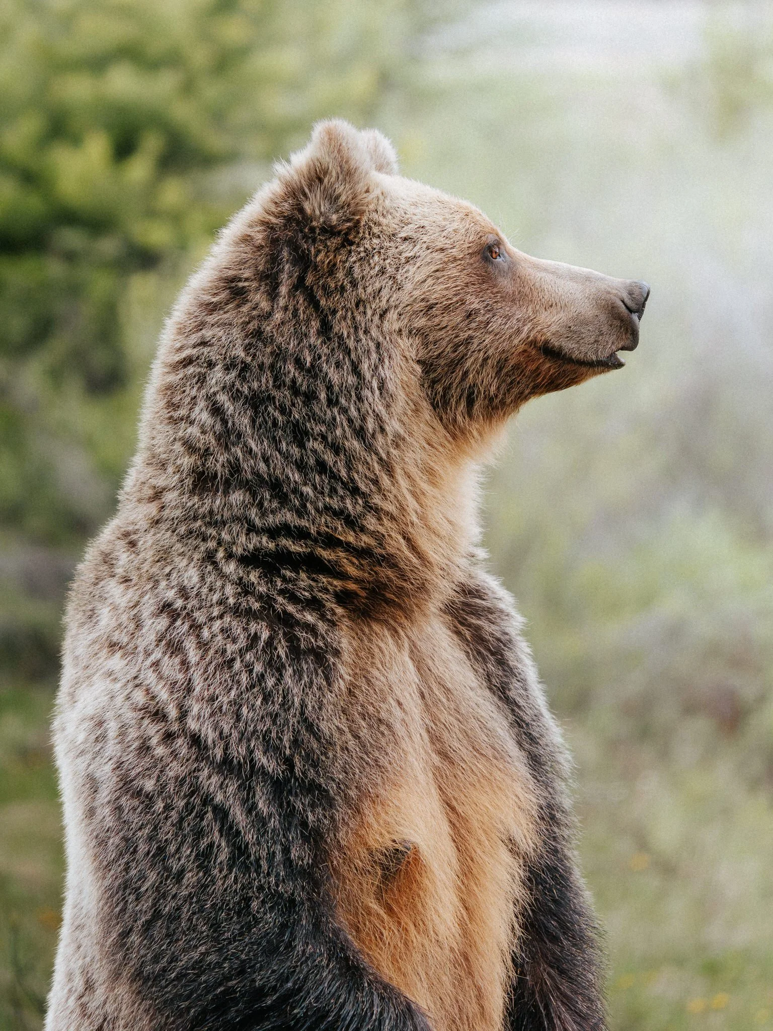 A brown bear sitting outdoors with a blurred green background.