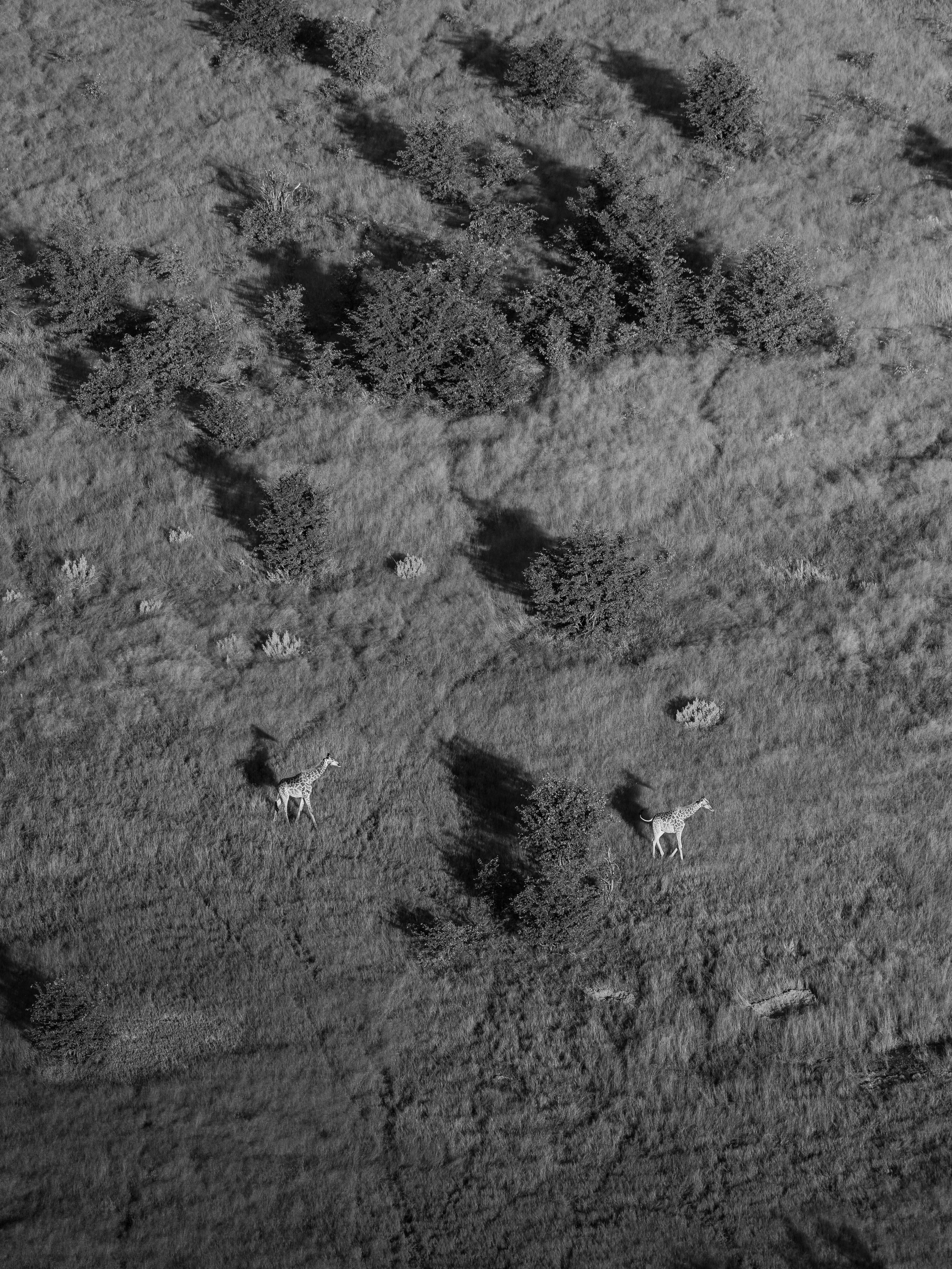 Black and white aerial image of a savannah with two giraffes and scattered trees and bushes.