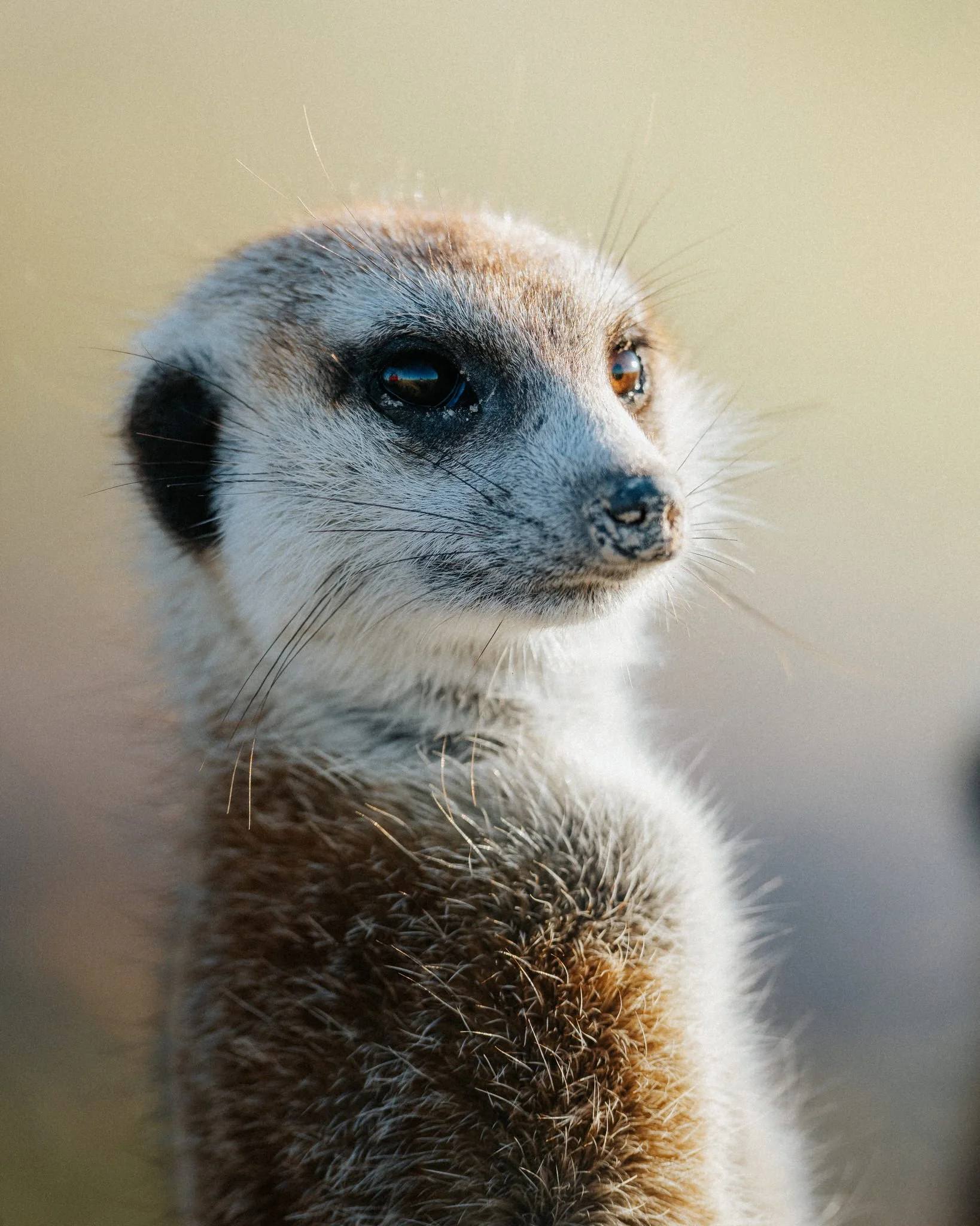 Close-up of a meerkat's face showing its eyes, nose, and fur with a blurred background.