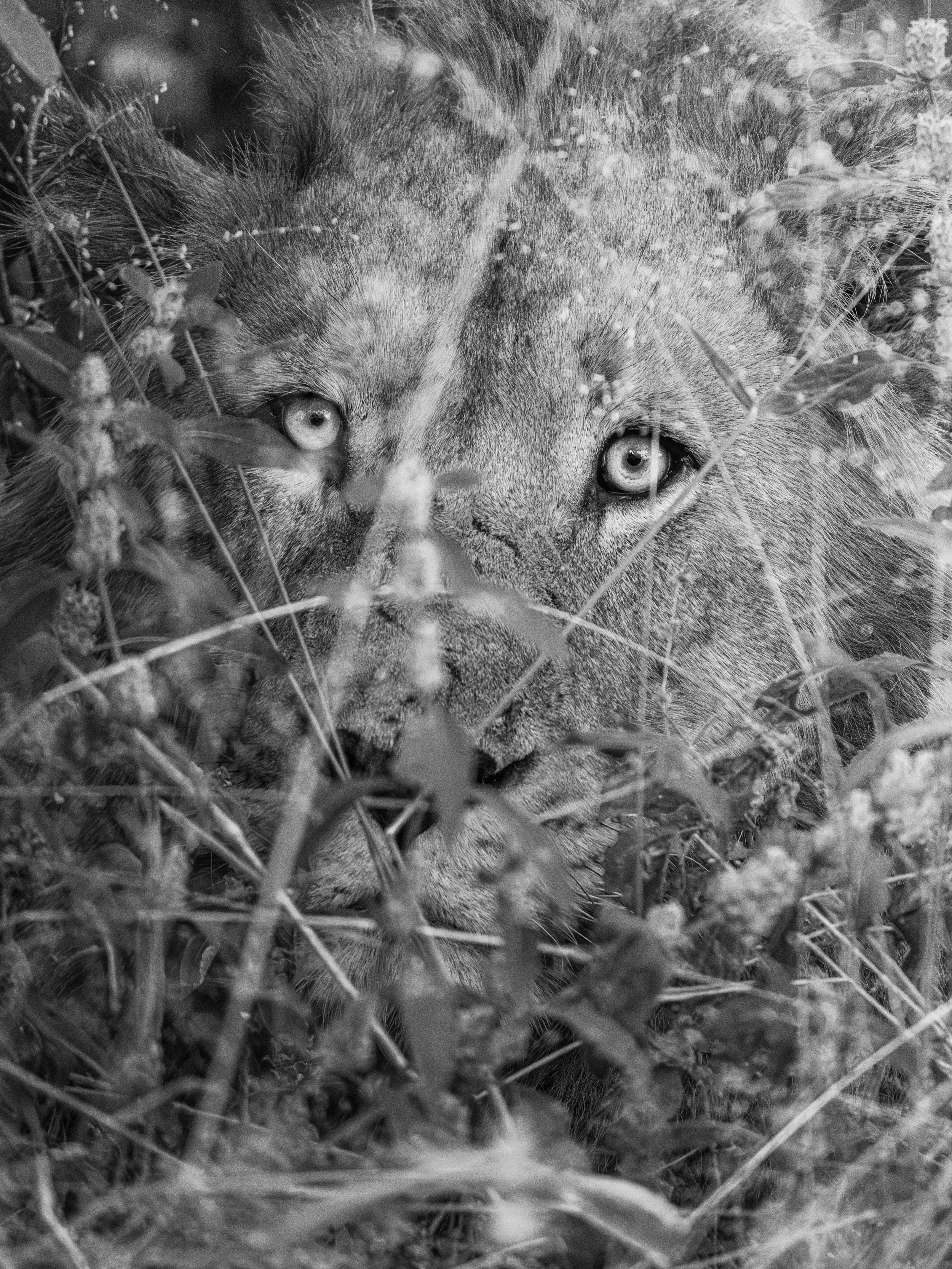 Close-up of a lion lying in grass, with only the lion's face and eyes visible through the grass.