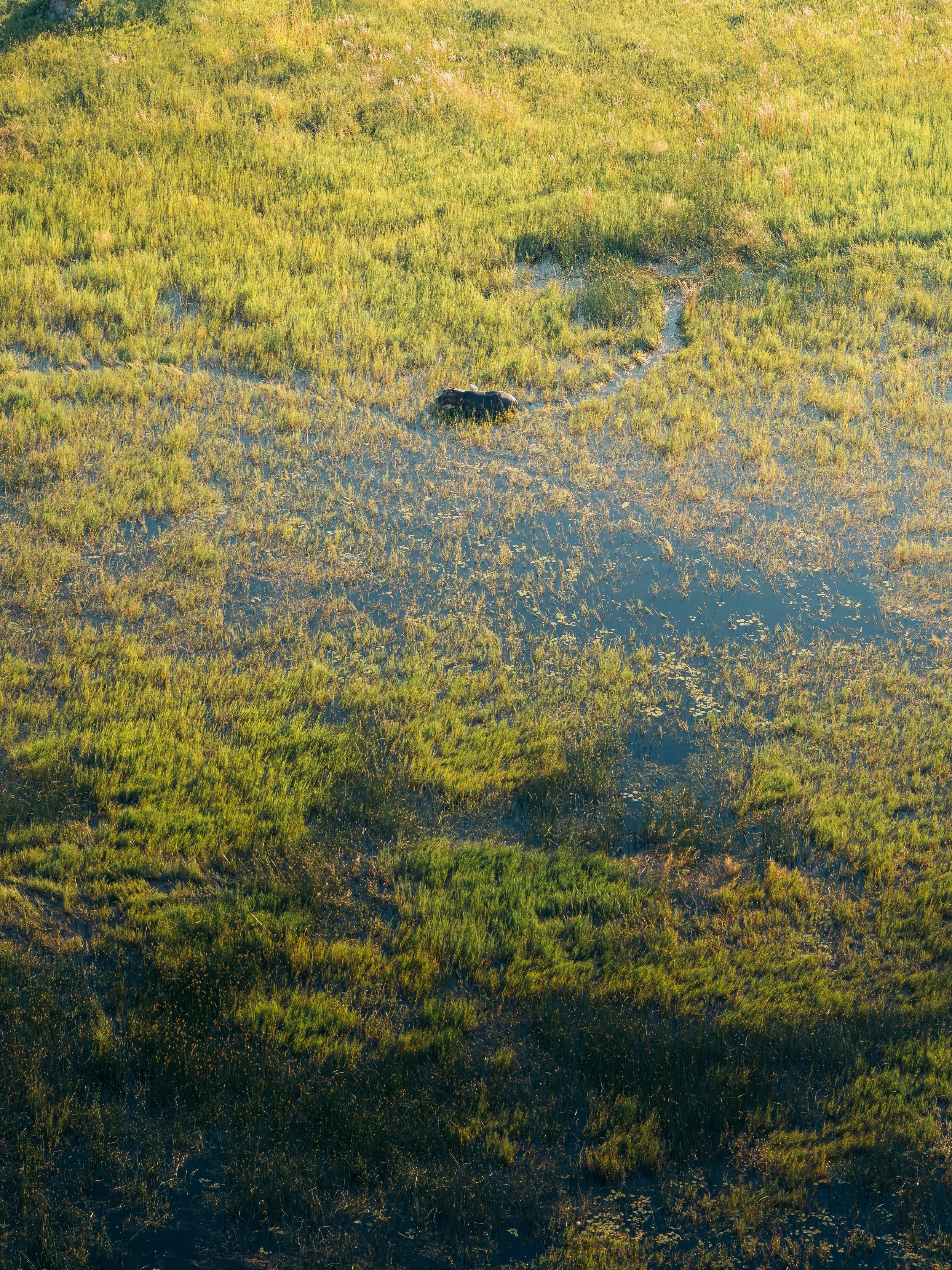 A vast grassy wetland with a small water channel and a lone animal, possibly a bear, standing near the water, surrounded by lush green vegetation and subtle reflections on the water surface.