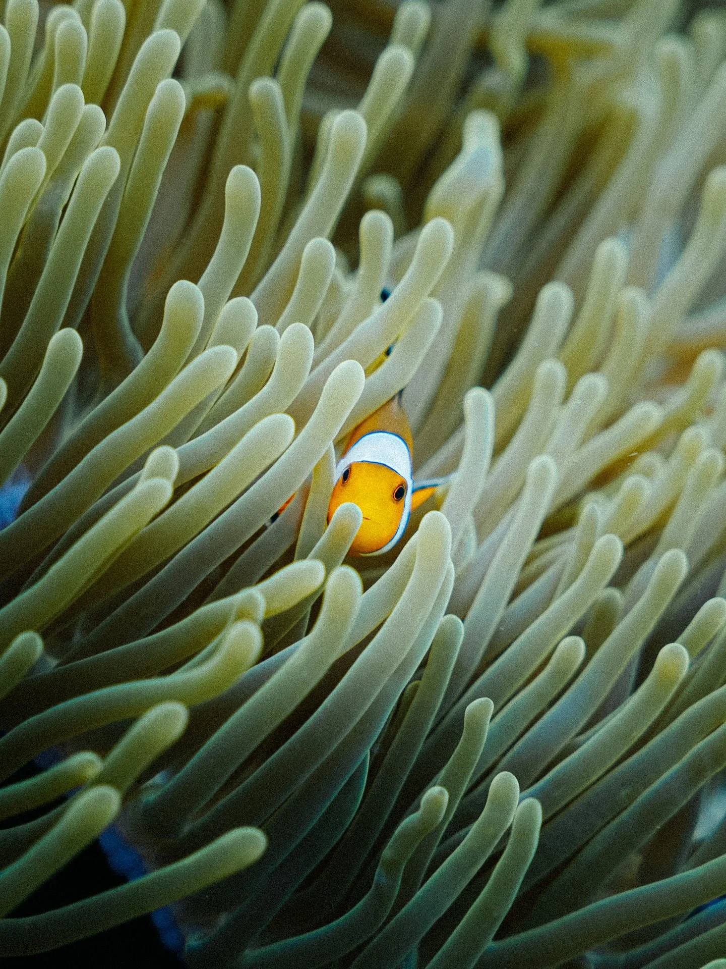 A clownfish swimming among the tentacles of a sea anemone.