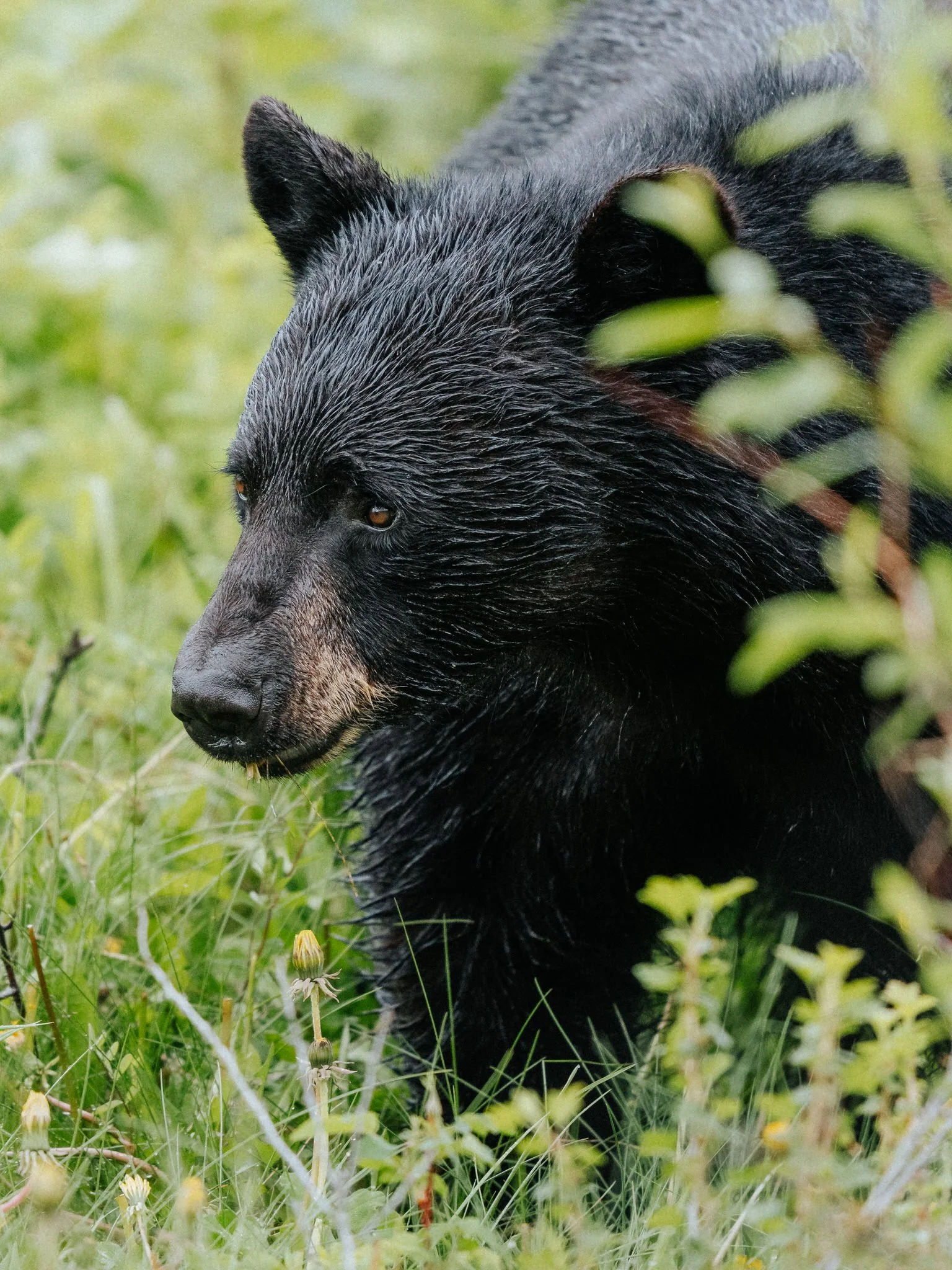 A black bear is walking through tall grass and wildflowers in a green field.