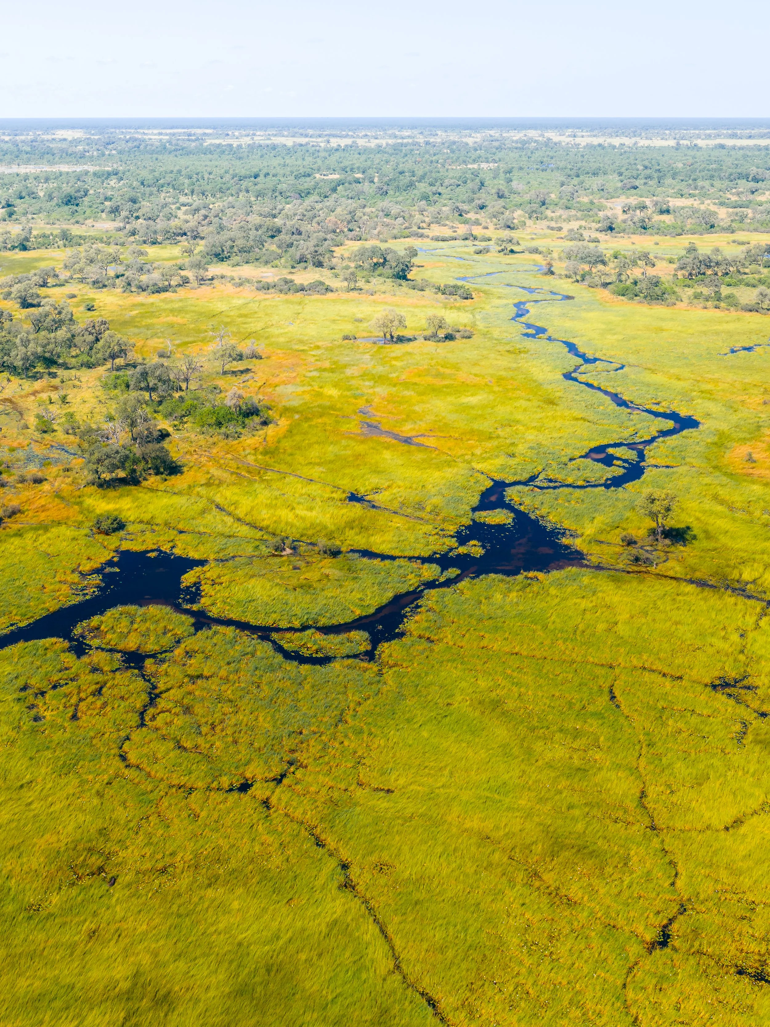 Aerial view of a green wetland with a winding dark river flowing through it, surrounded by trees and open grassy areas under a clear sky.