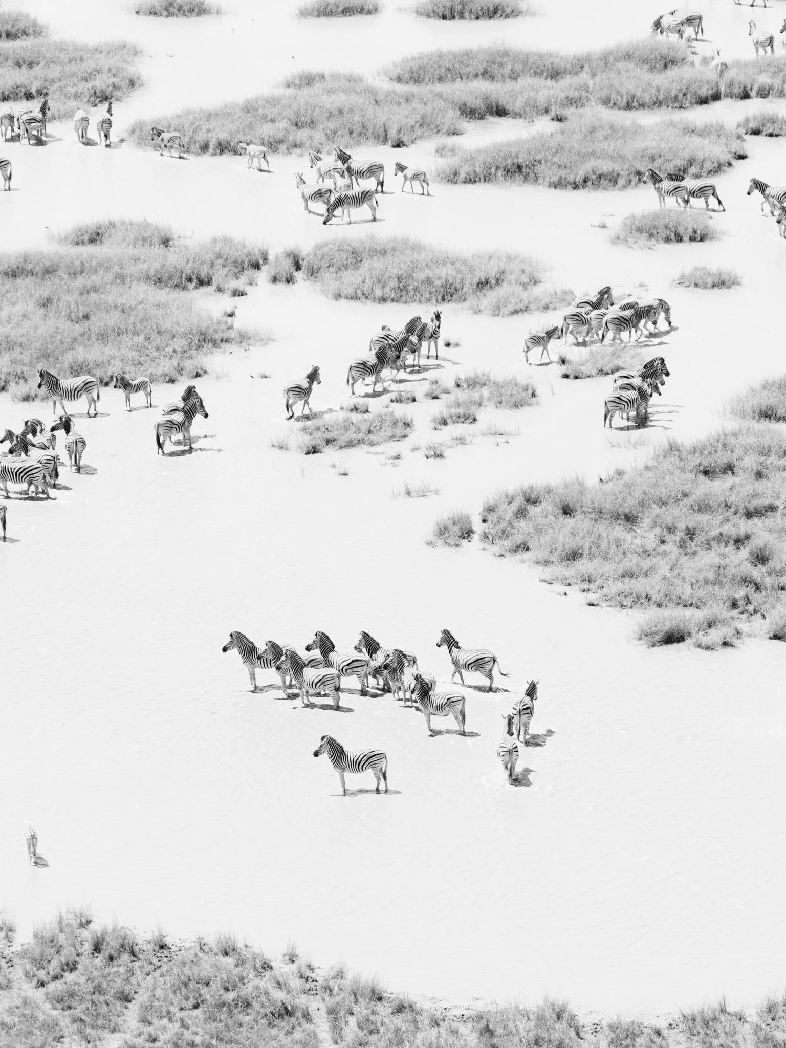 Black and white photo of a herd of zebras walking through a grassy landscape with patches of dirt or sand.