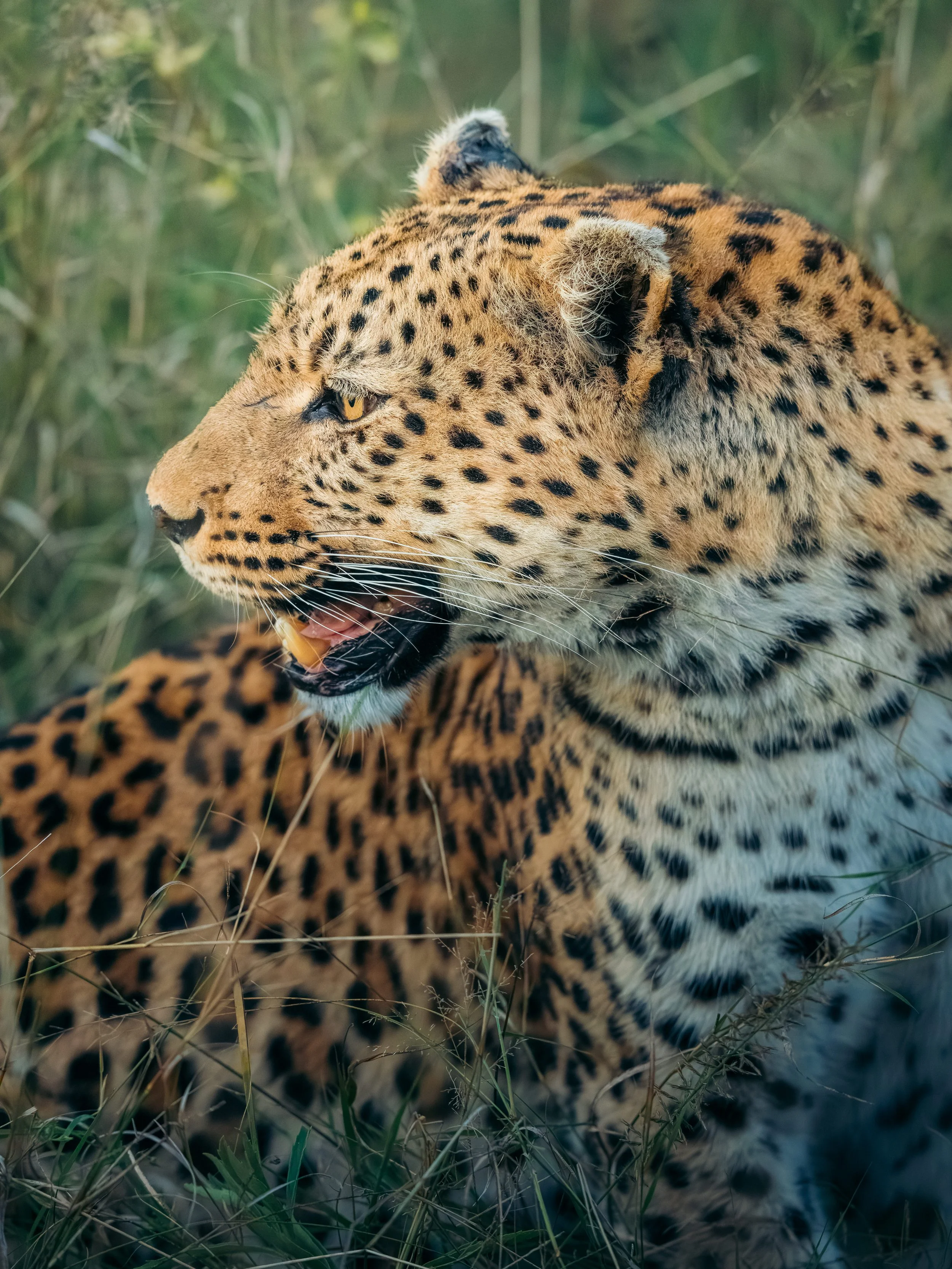 A close-up of a cheetah resting in tall grass with its head turned to the side.