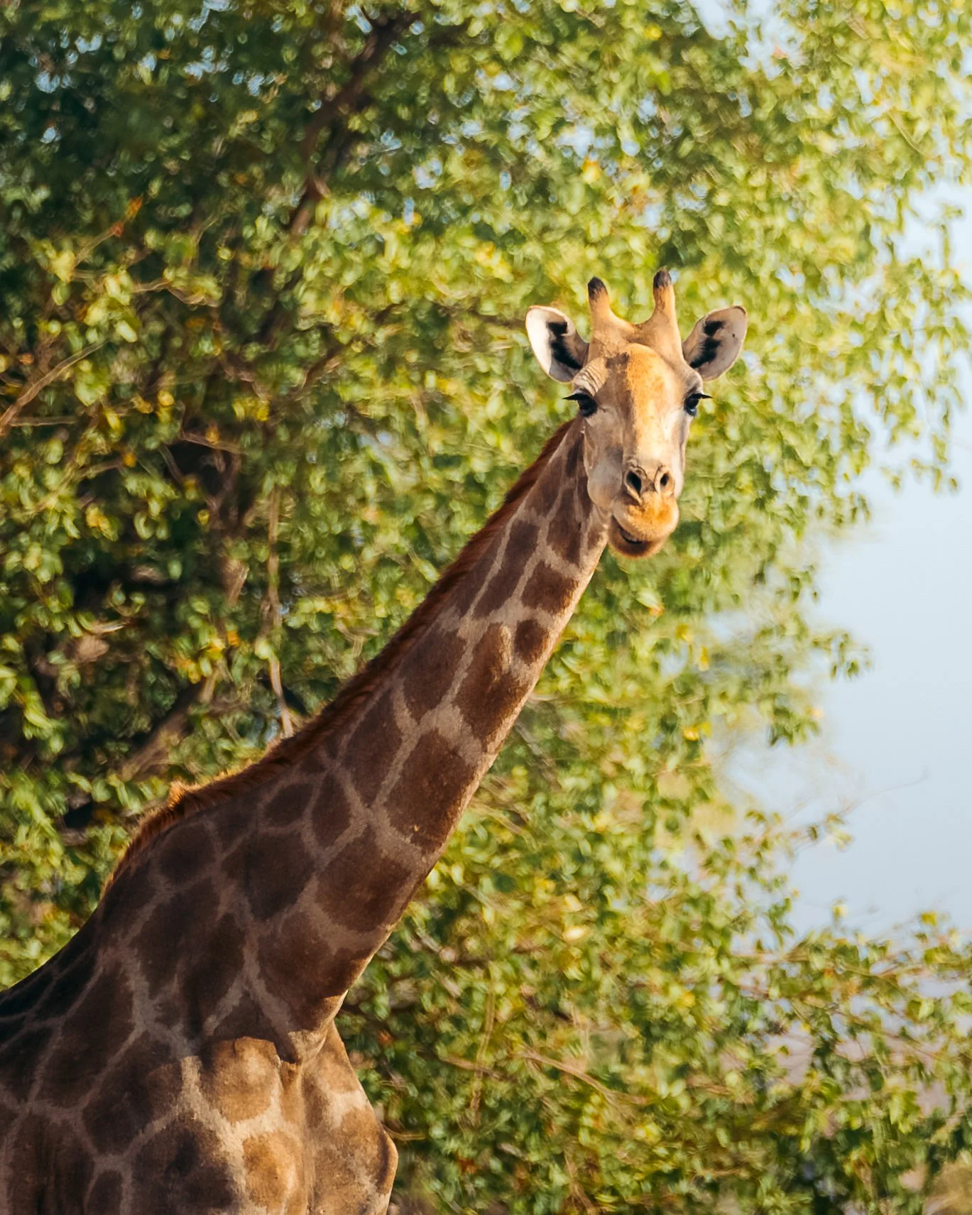 A giraffe with a long neck standing in front of green trees.