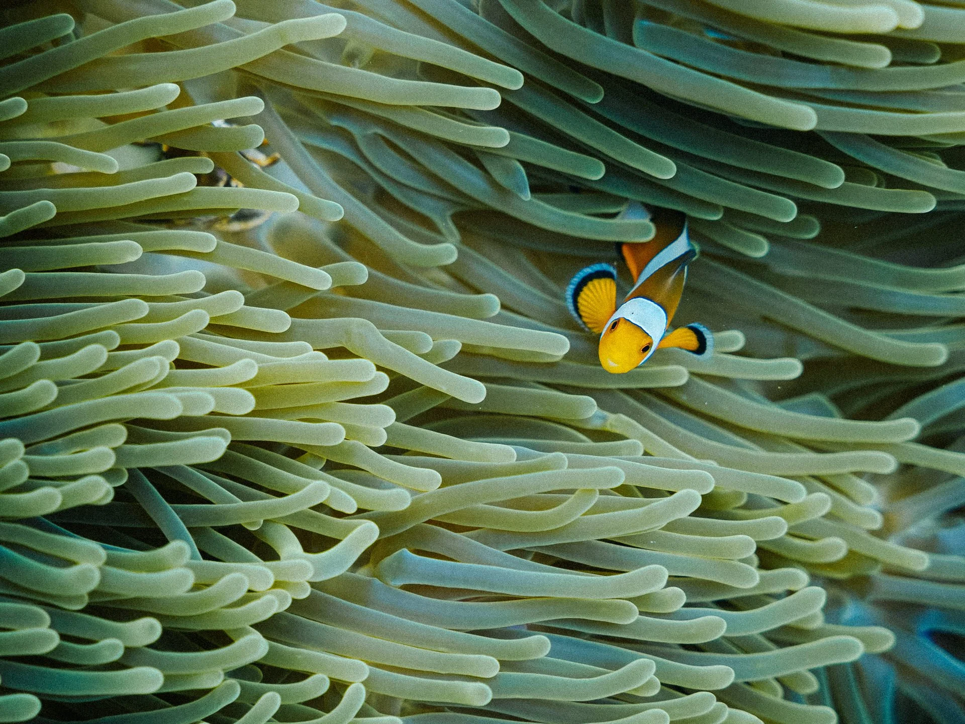 A clownfish swimming among sea anemone tentacles underwater.