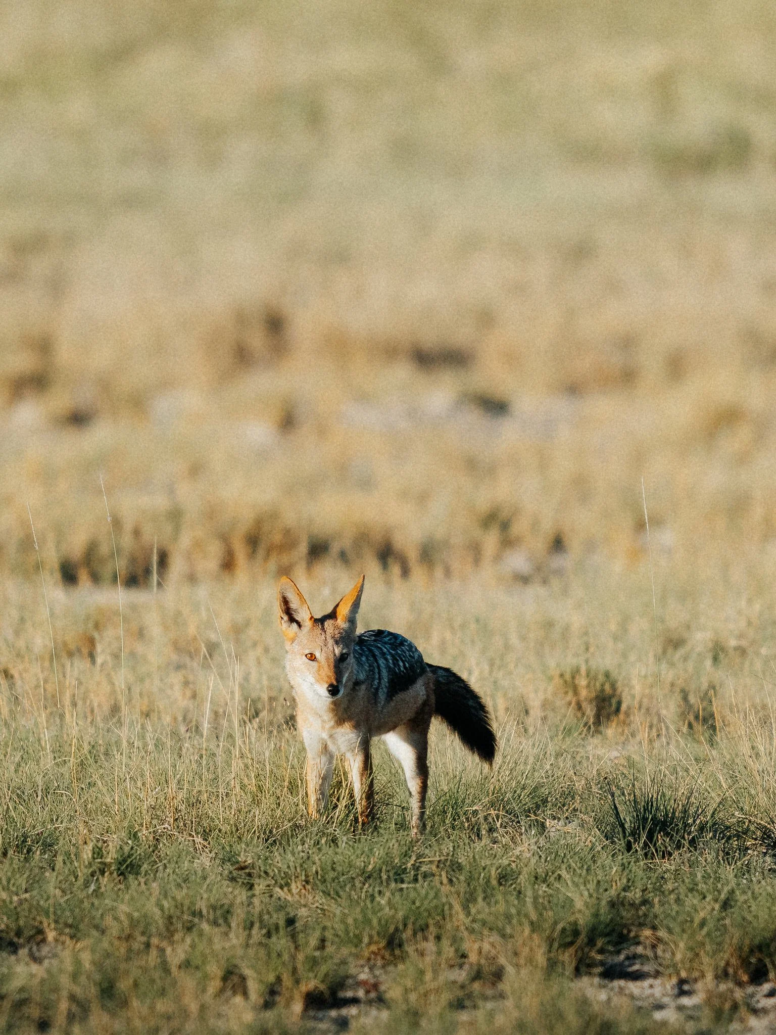 A coyote standing in tall grass in an open field, with a blurry background of more grass and shrubs.
