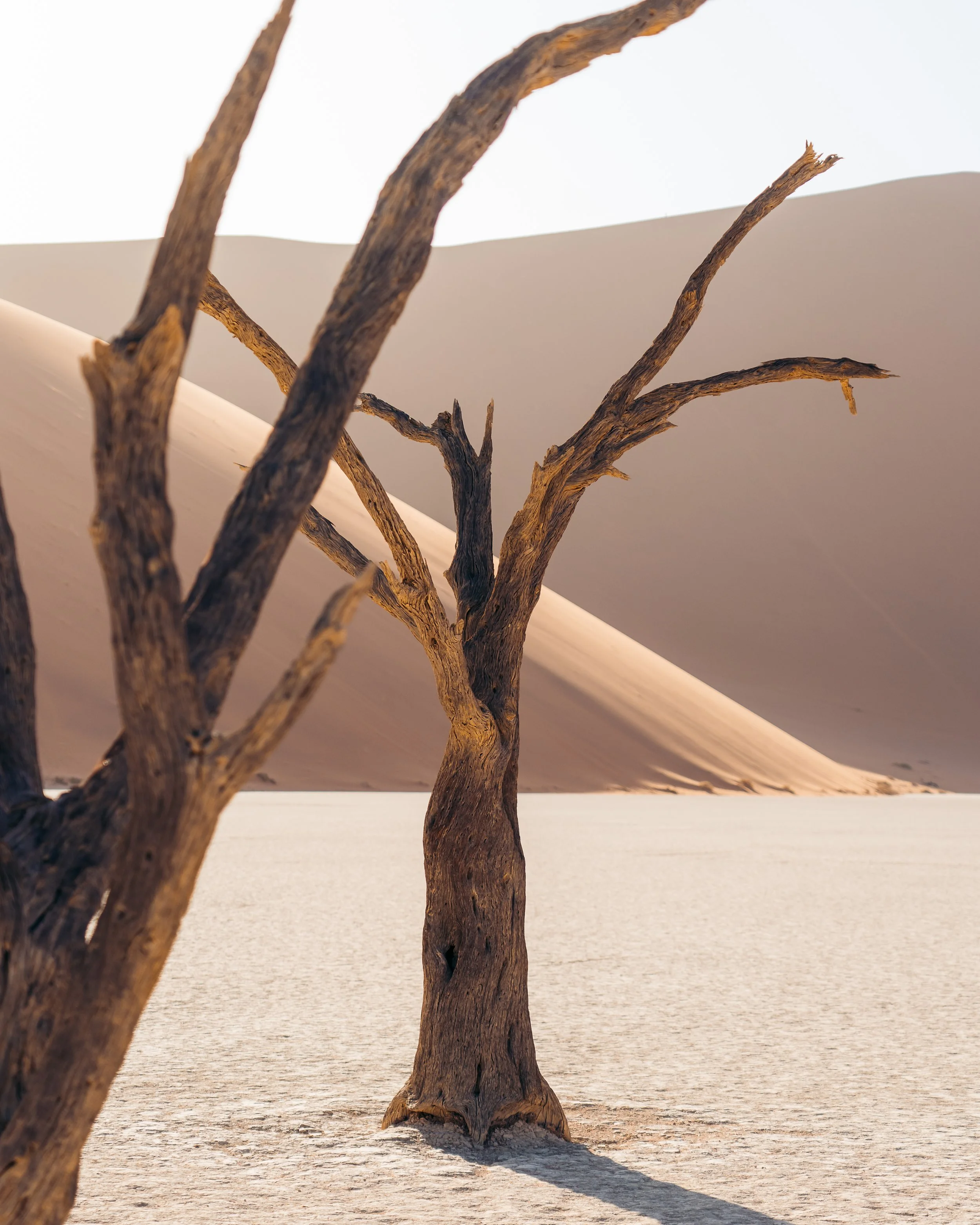 A dry, leafless tree standing in a desert with sand dunes in the background.