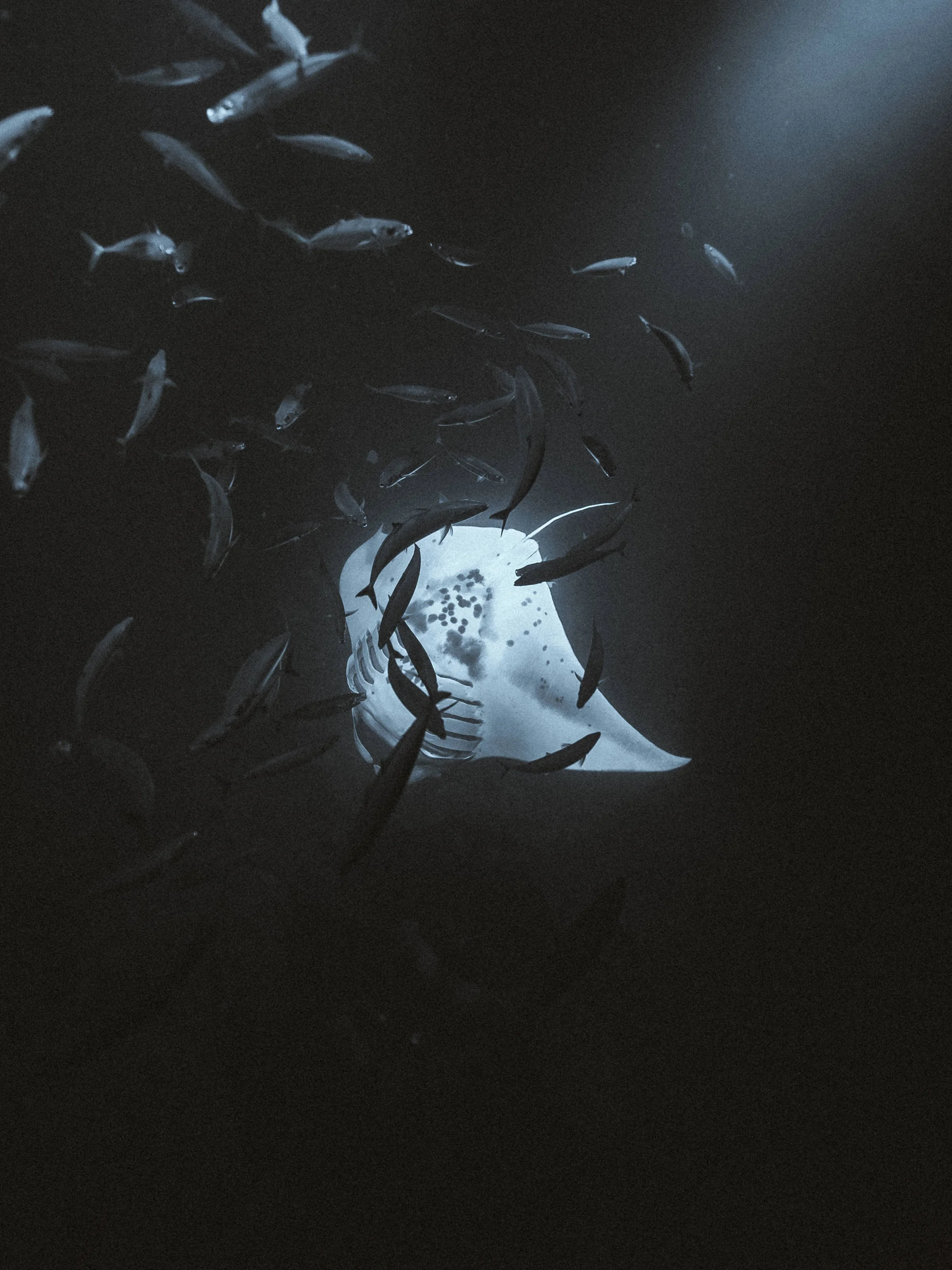 A school of fish swimming in dark water above a white shark.