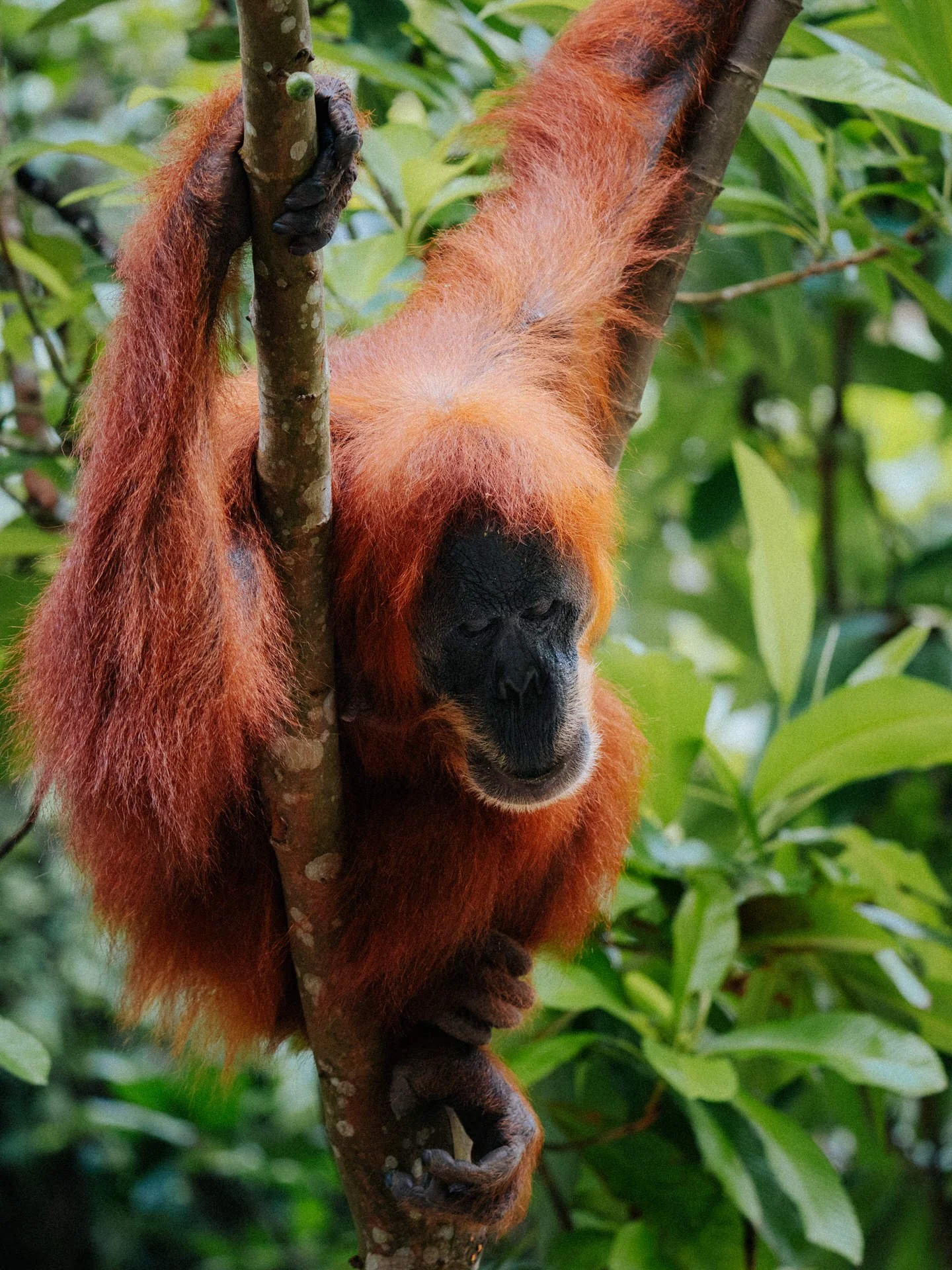 An orangutan hanging upside down on a tree branch with its eyes closed, surrounded by green foliage.