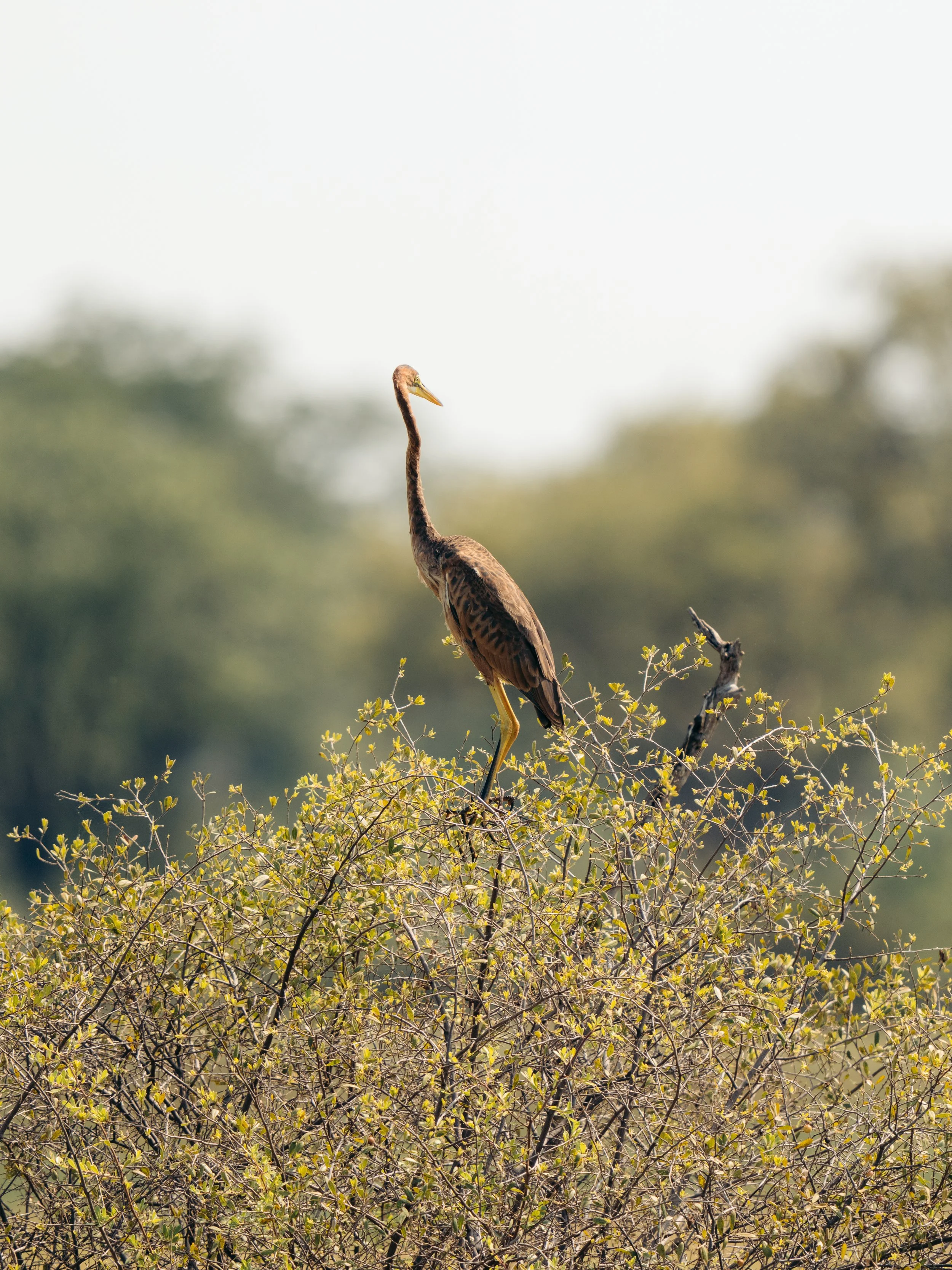 A tall heron standing on a bush in a natural landscape, with blurred greenery in the background.