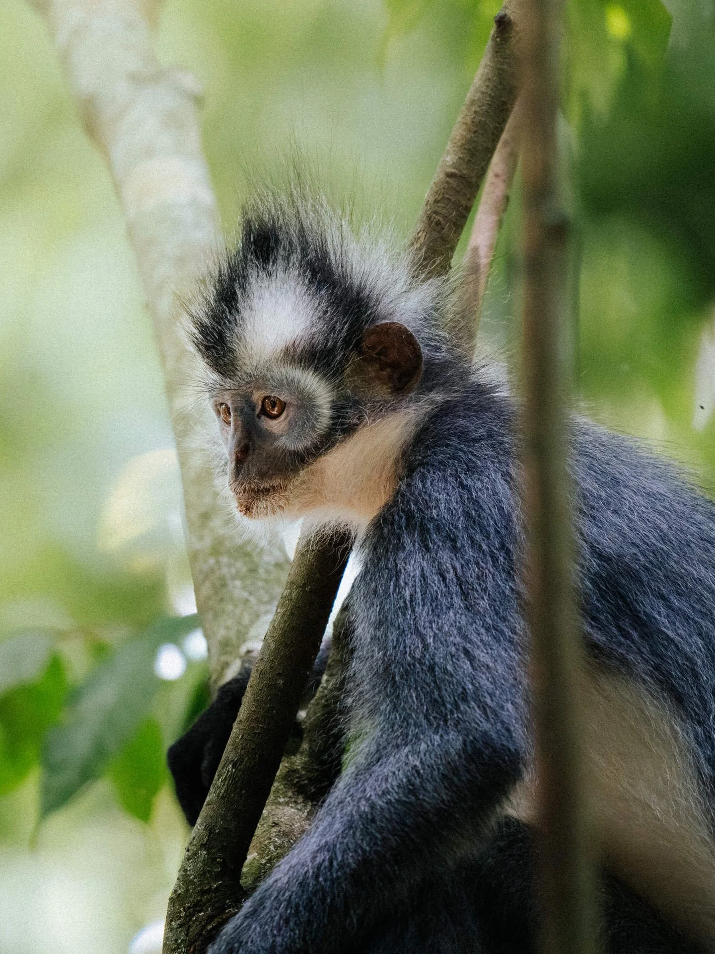 A close-up of a black-and-white colobus monkey sitting on a tree branch surrounded by green leaves.