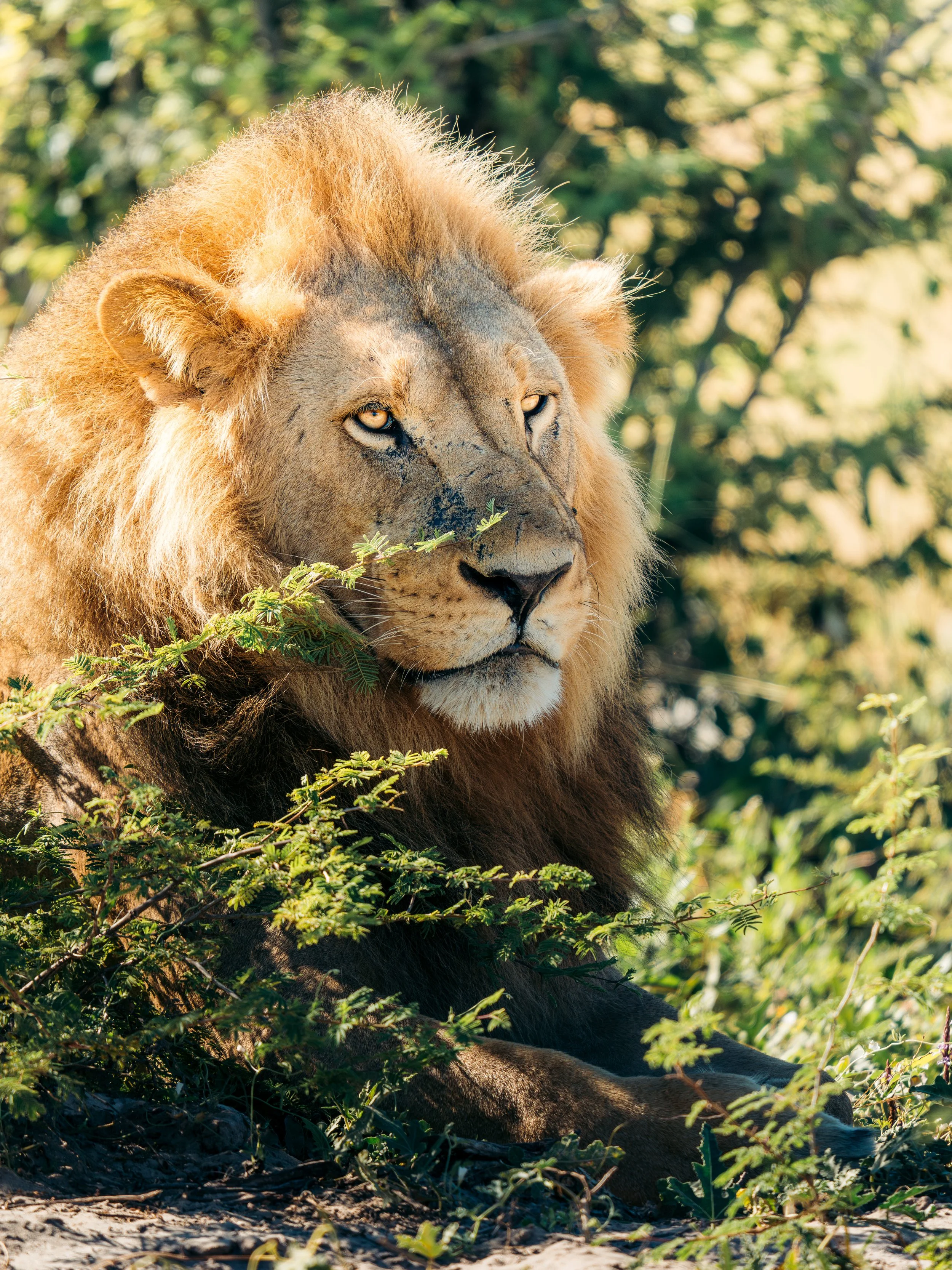 A lion resting on the ground among green foliage with a blurred background.