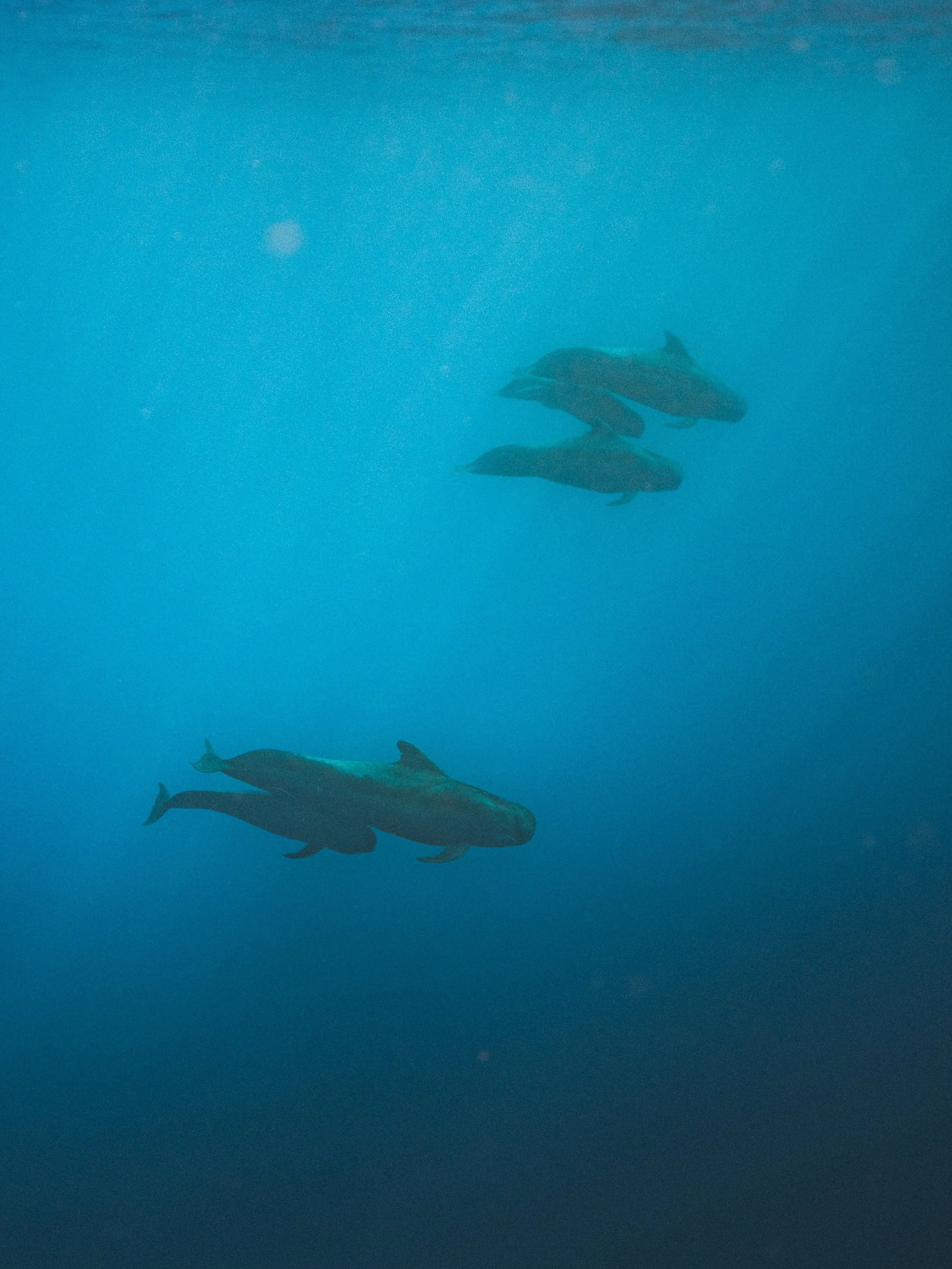 Three fish swimming underwater in blue ocean.