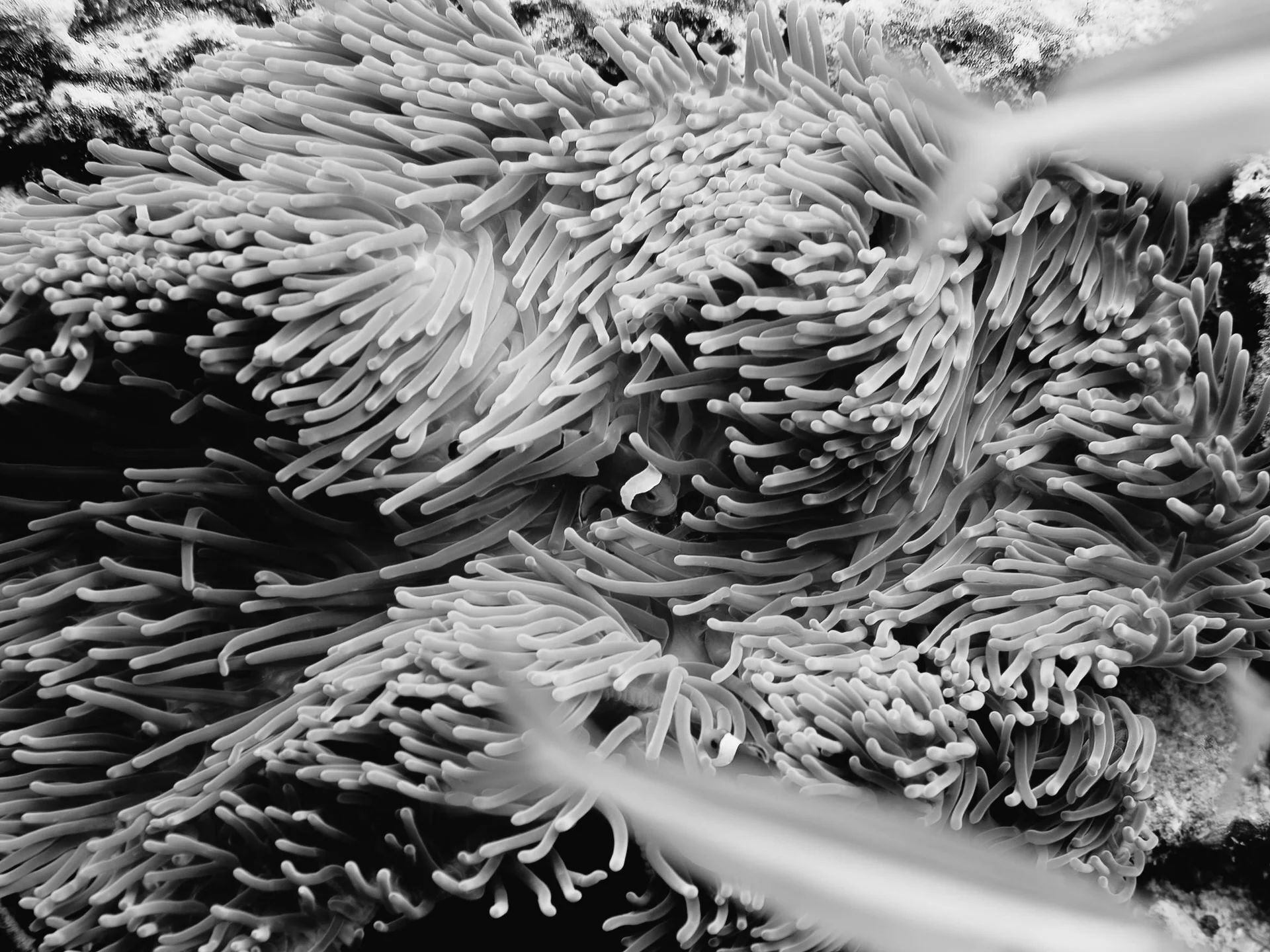 Close-up of a sea anemone in black and white with numerous tentacles.