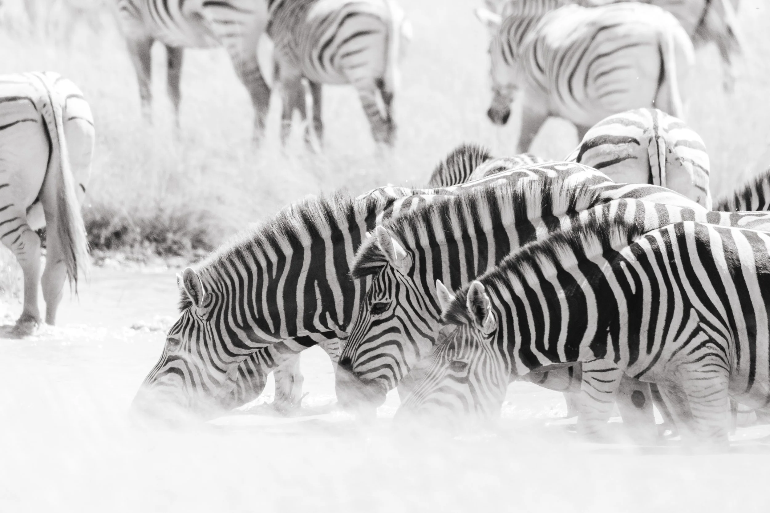 Group of zebras grazing on snow-covered ground.