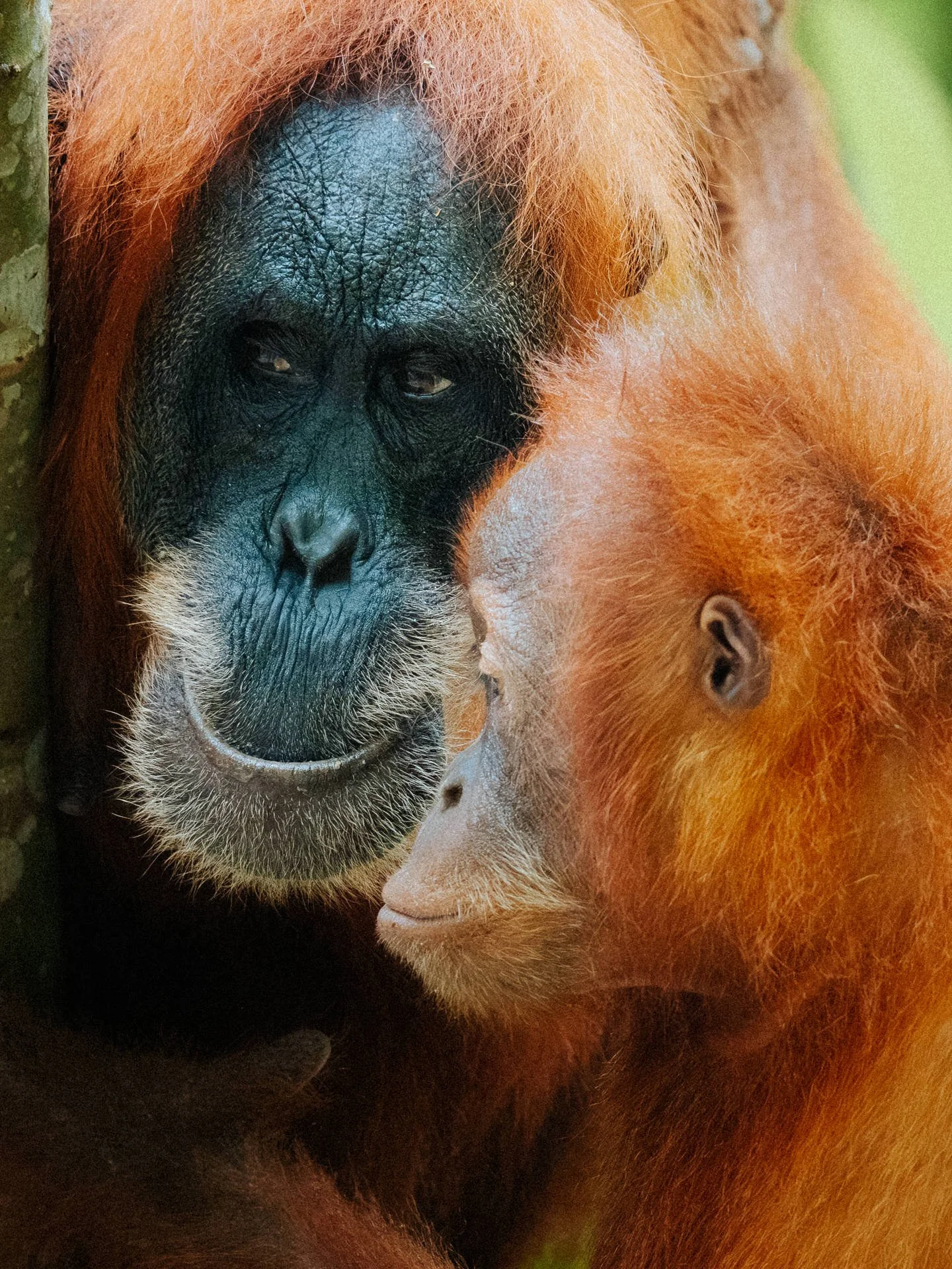 Close-up of two orangutans, one with a dark face and the other with a lighter face, showing their faces and part of their bodies.