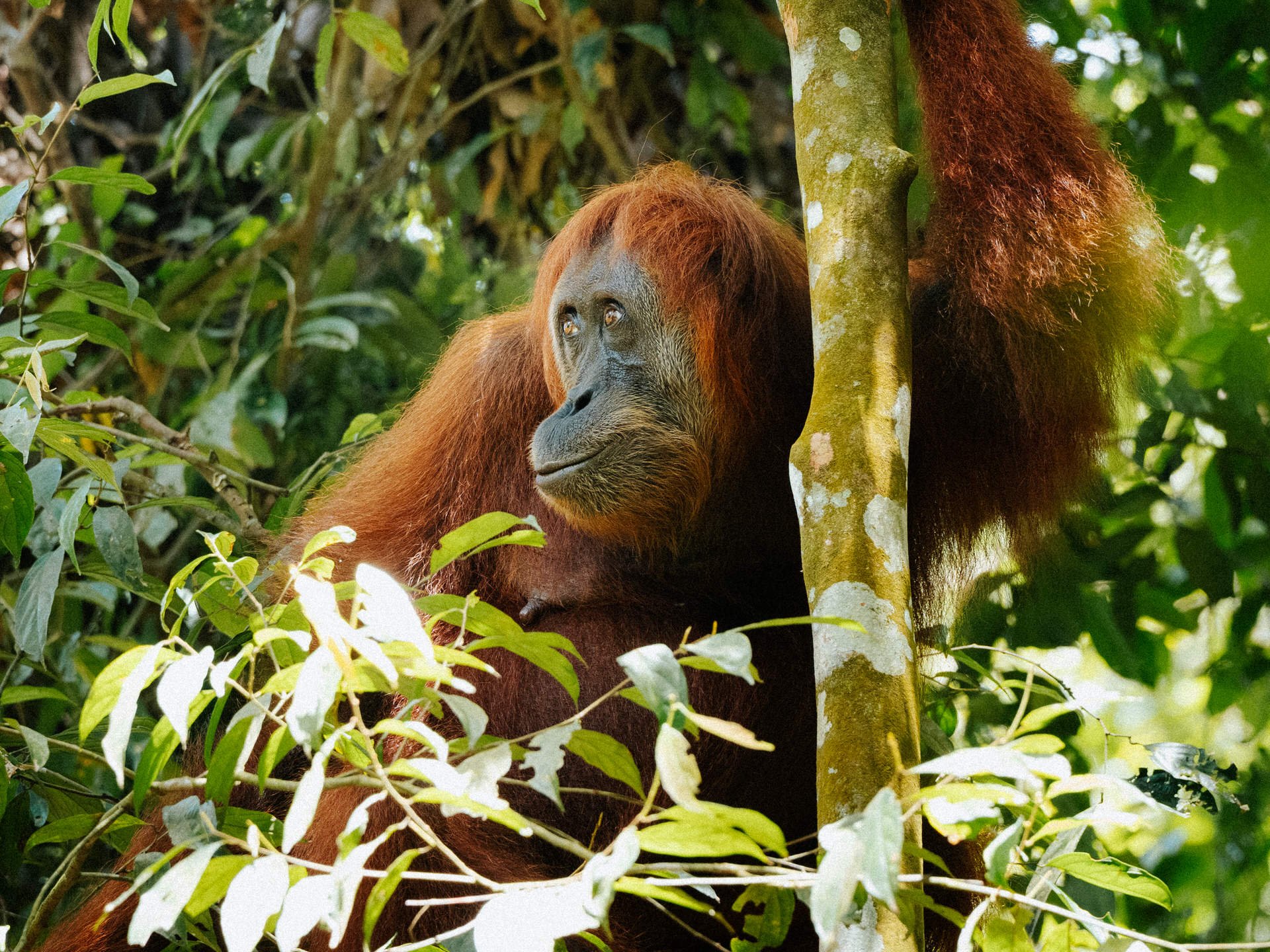 An orangutan sitting in a tree surrounded by green leaves, looking to the side.