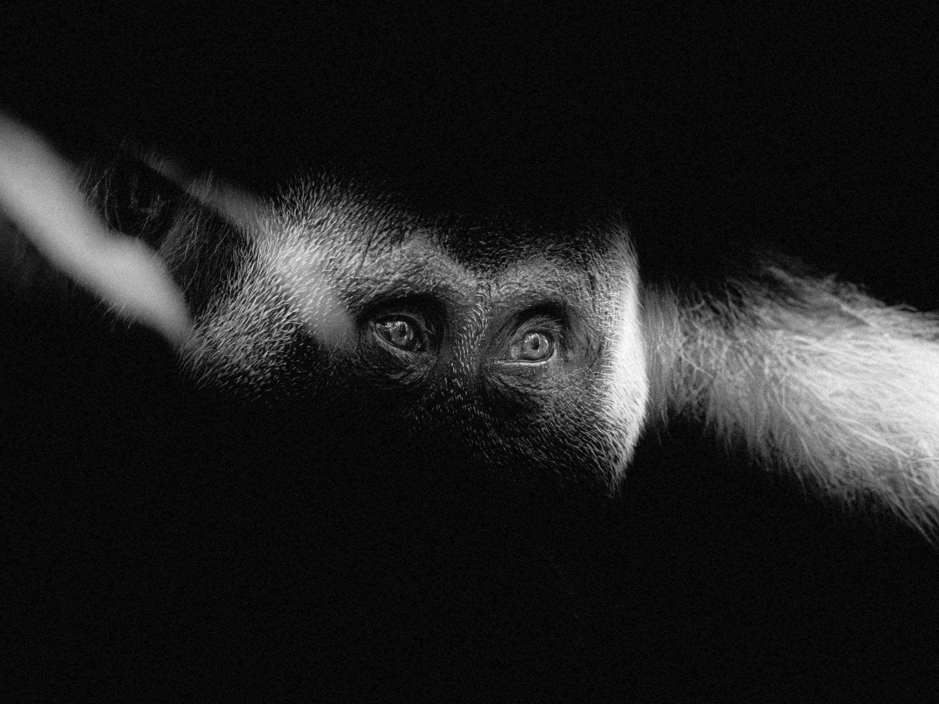 Black and white photo of a gorilla's face with intense eyes, viewed through a narrow opening.