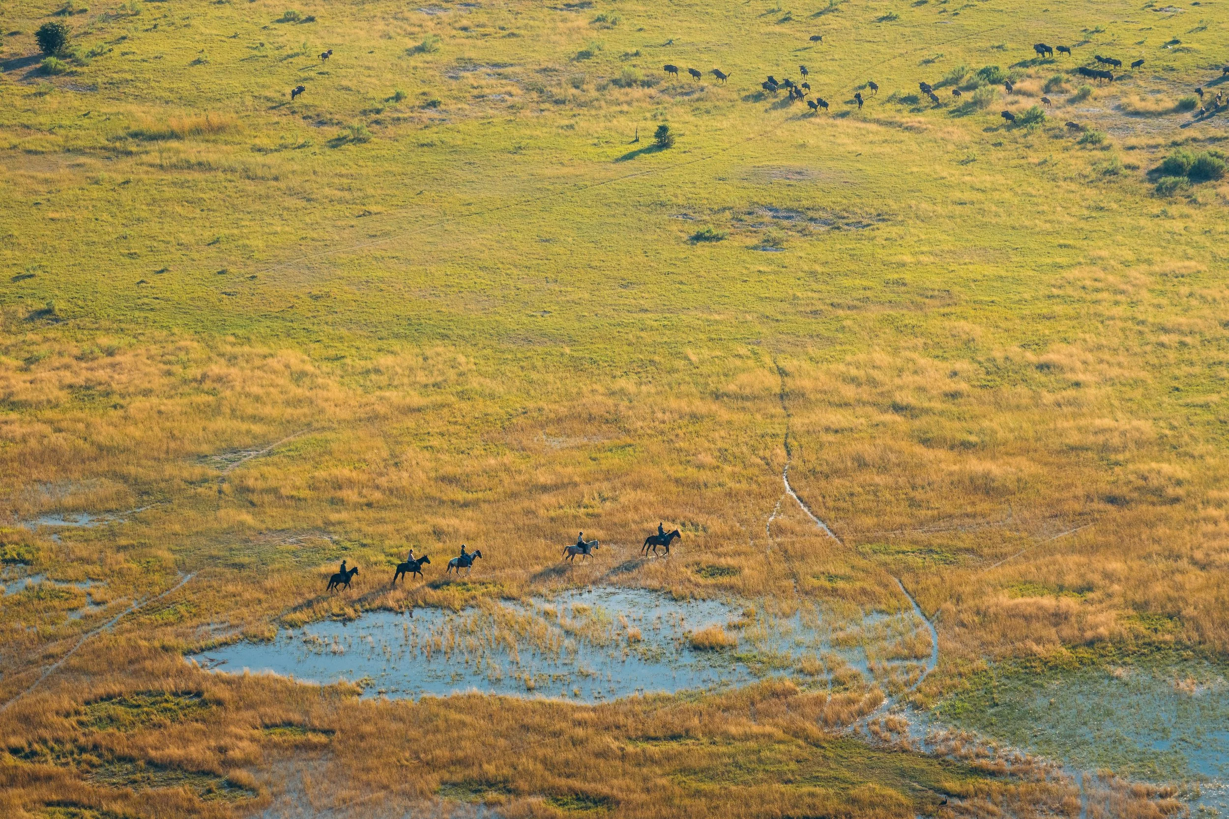 Aerial view of a grassy landscape with a herd of horses and a small stream running through it.