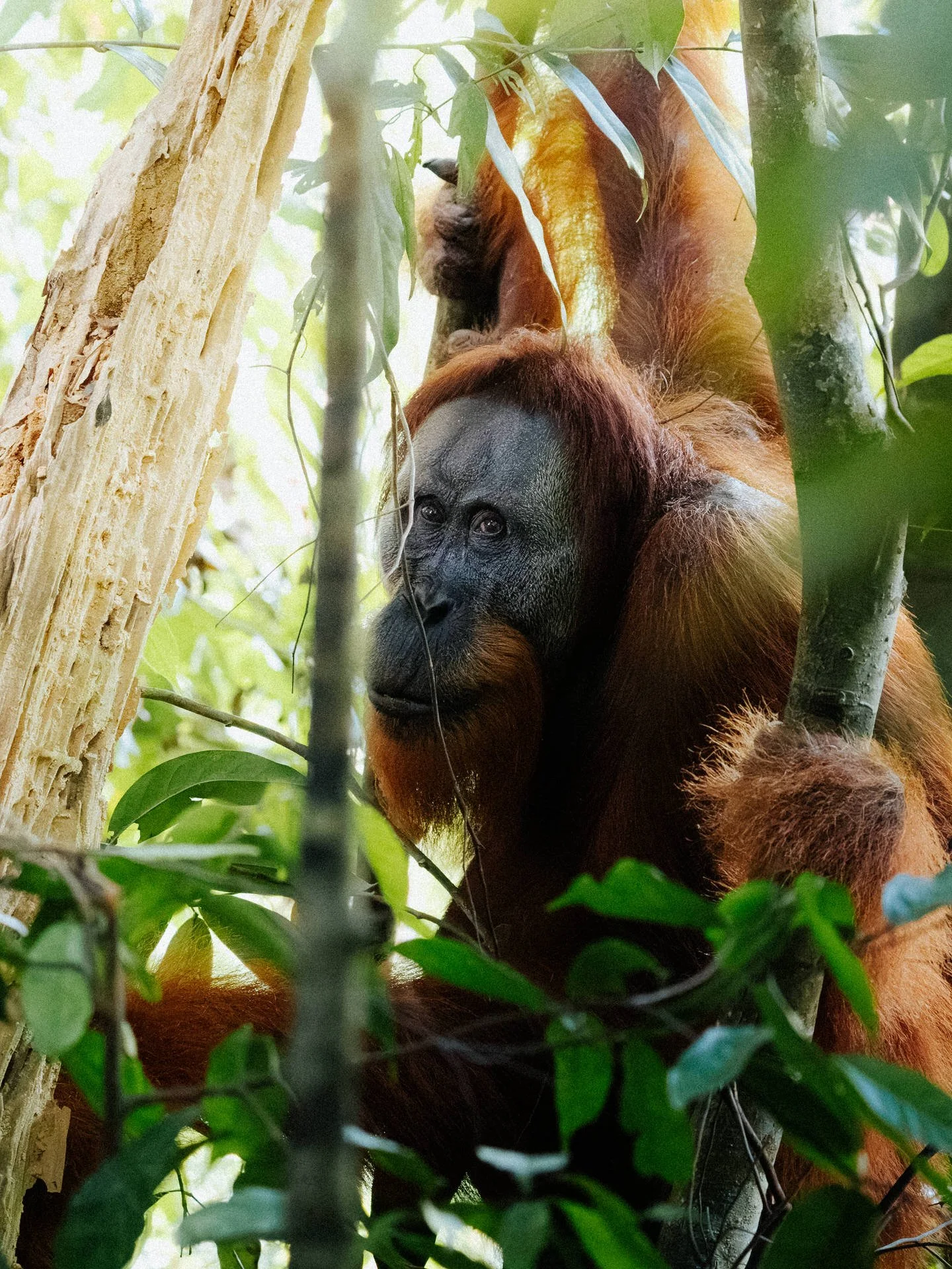 An orangutan sitting among the trees and leaves in a jungle environment, with a calm expression on its face.