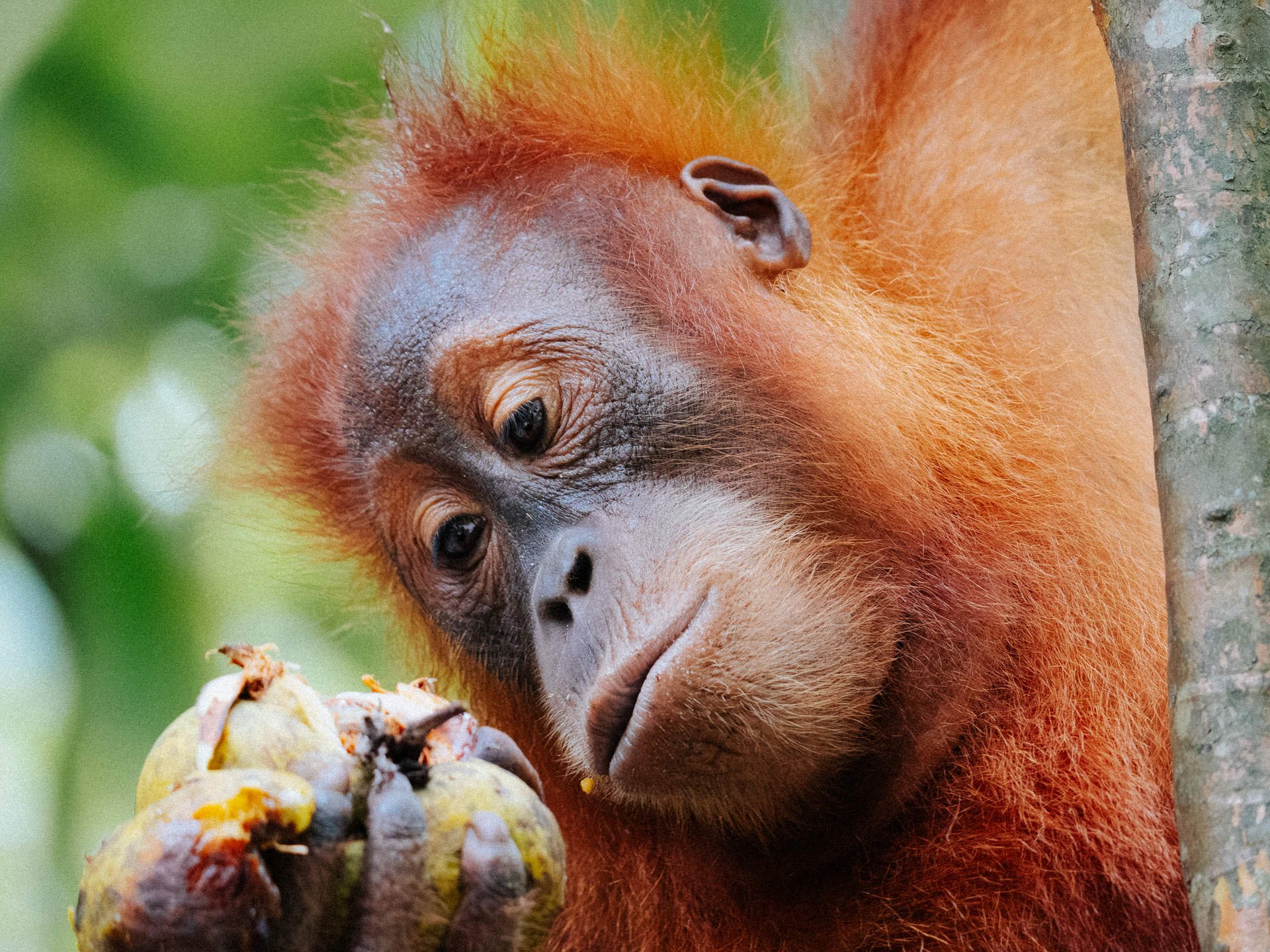 A close-up of an orangutan looking at a cluster of fruit on a tree.