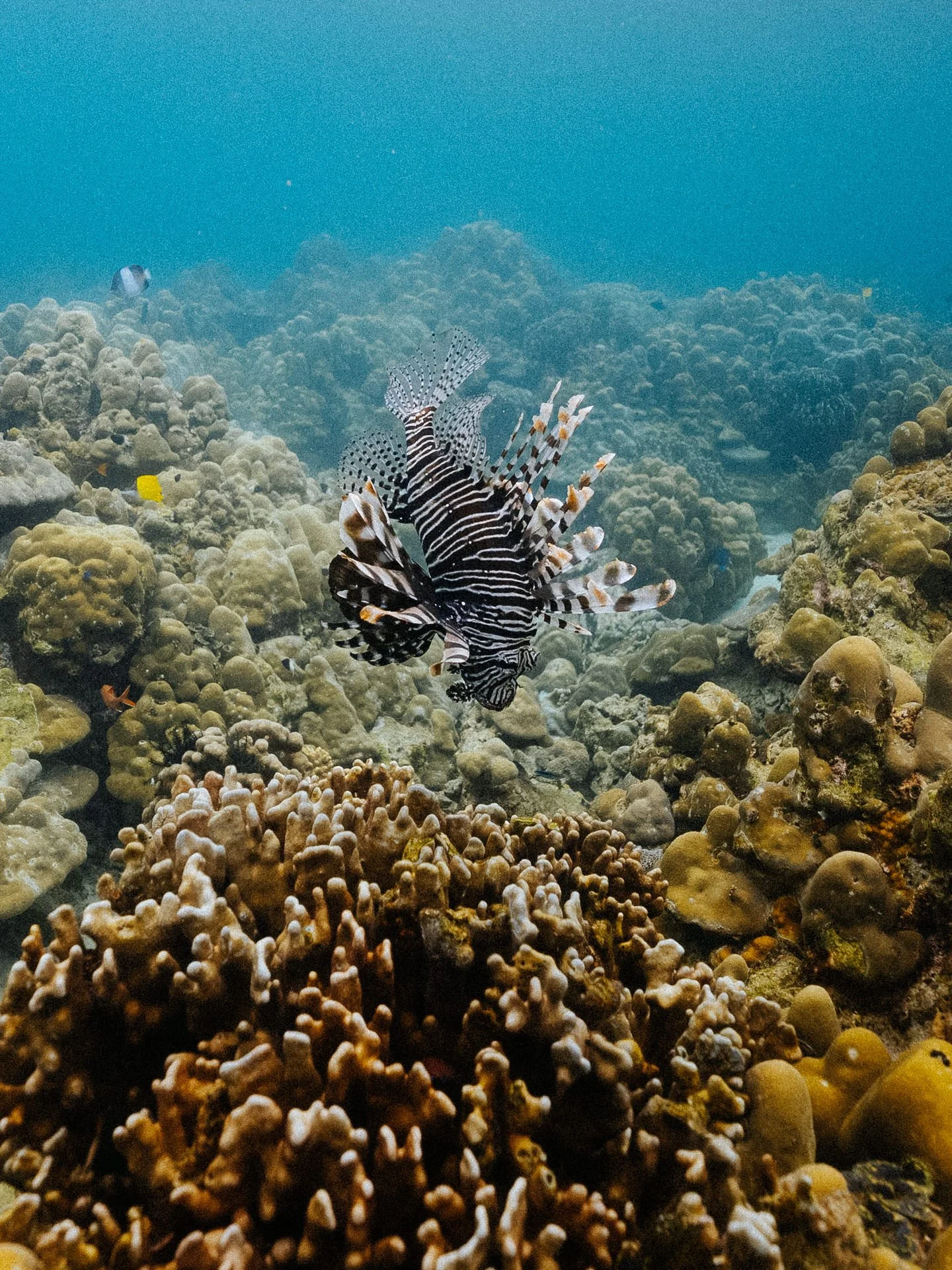 Underwater scene with a lionfish swimming among coral reefs and other small fish.