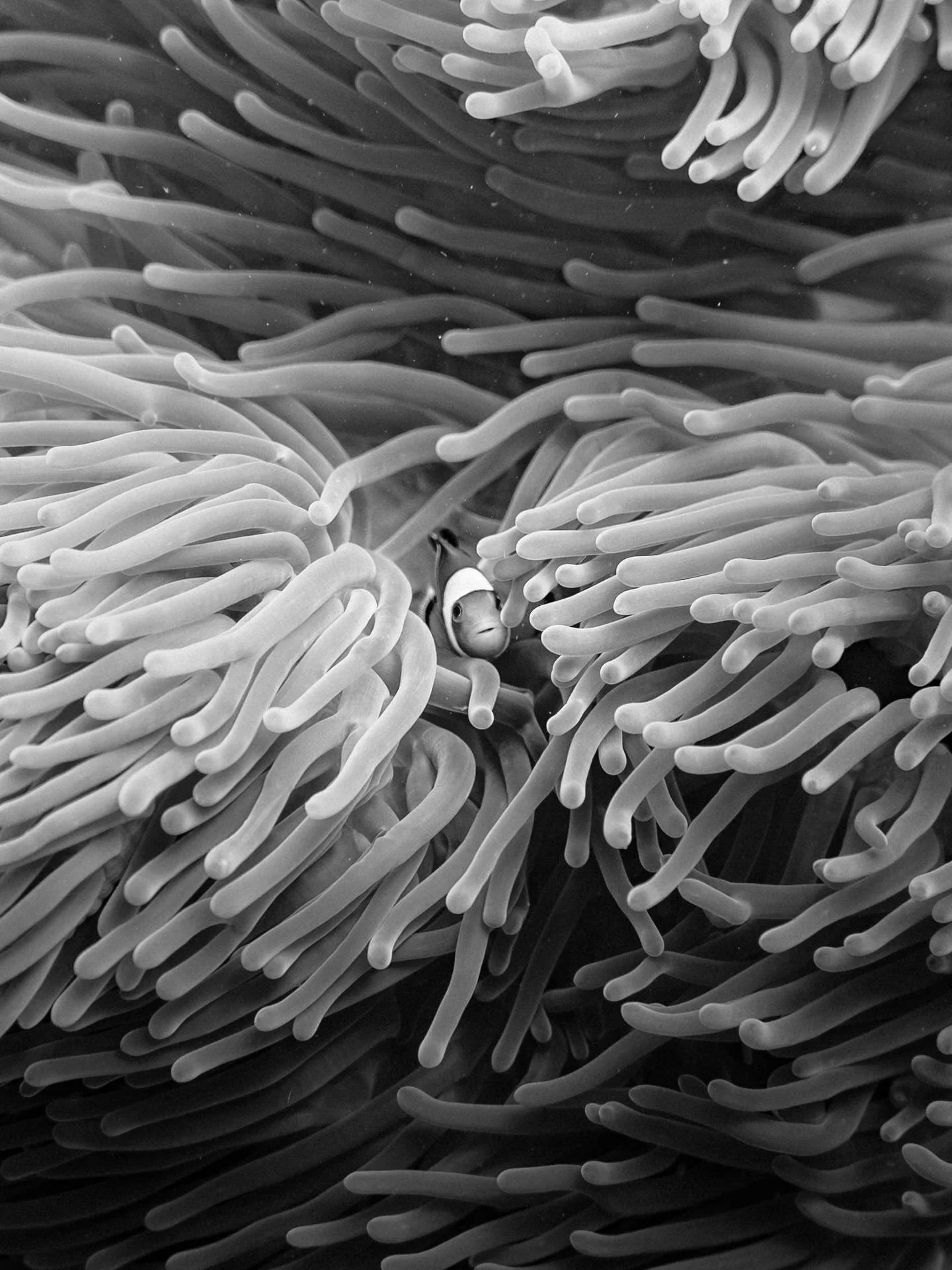 A black-and-white photo of a clownfish swimming among the tentacles of a sea anemone underwater.
