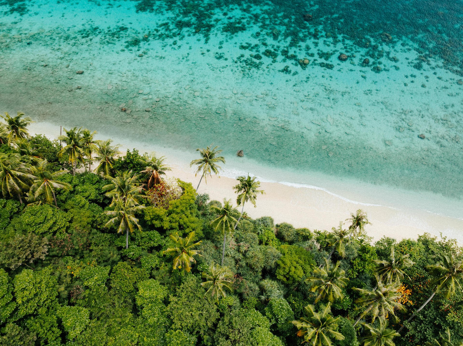 Aerial view of a tropical beach with white sand and clear blue water, lined with lush green palm trees.
