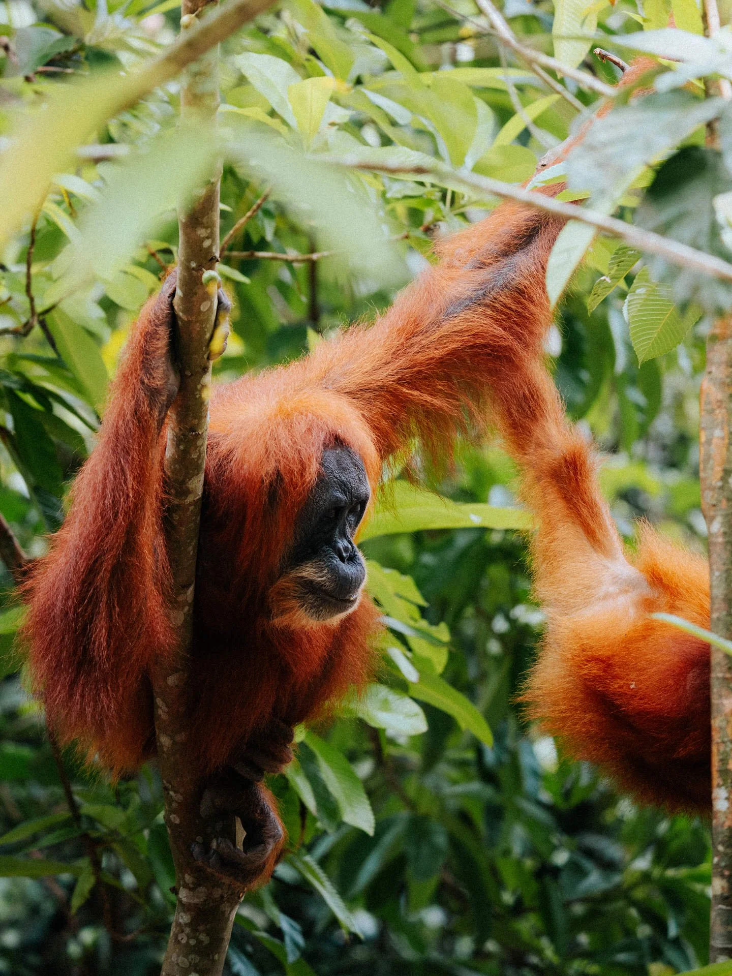 Young orangutan hanging from a tree branch in a lush green forest.