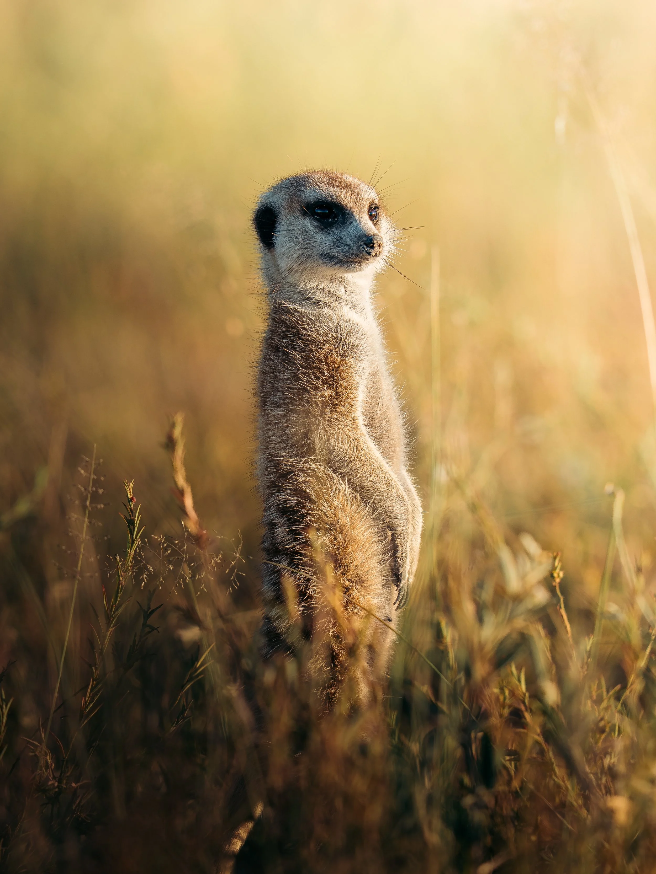 A meerkat standing upright in a grassy field during golden hour.