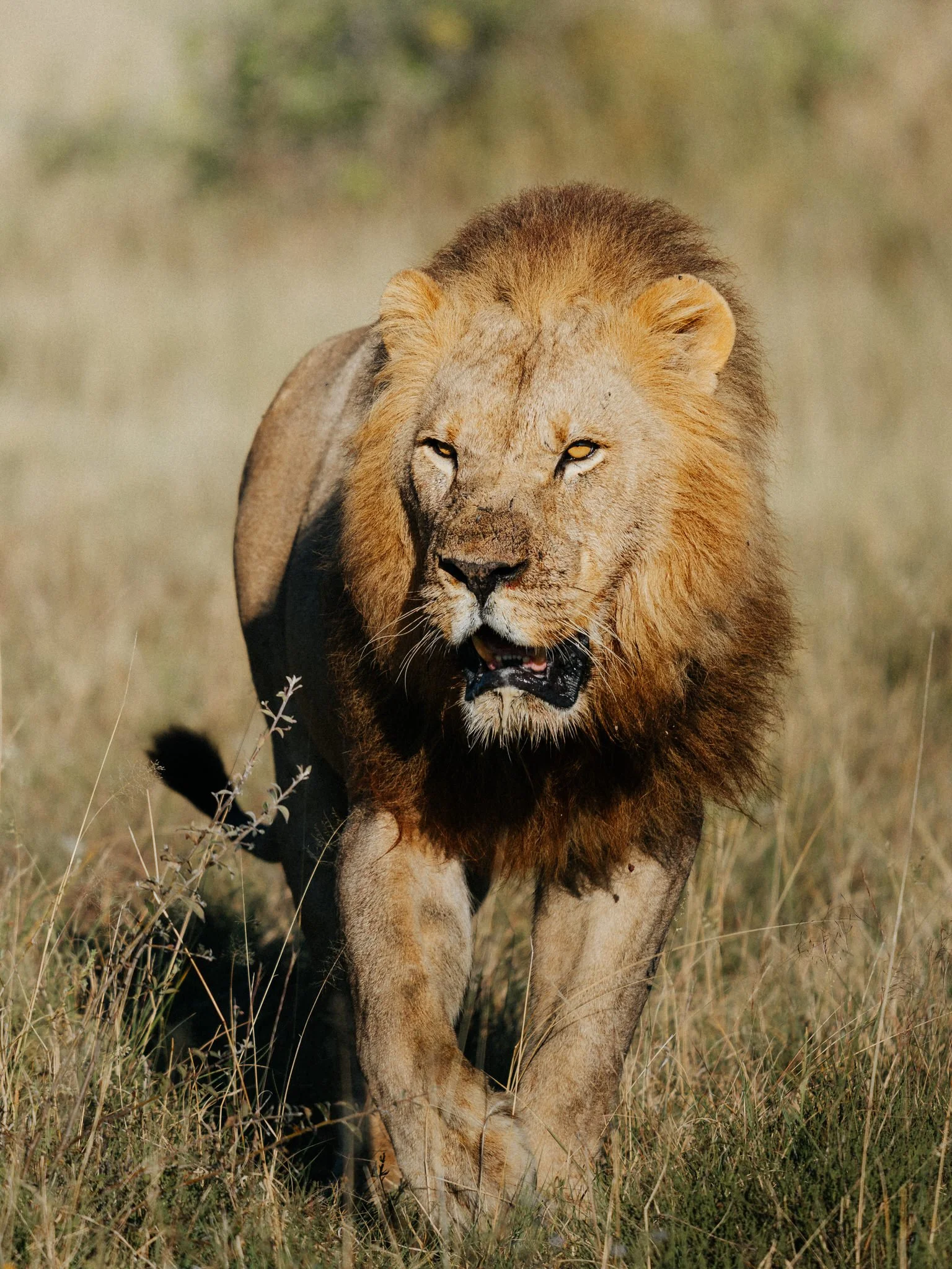 A male lion walking through tall grass in a savanna.